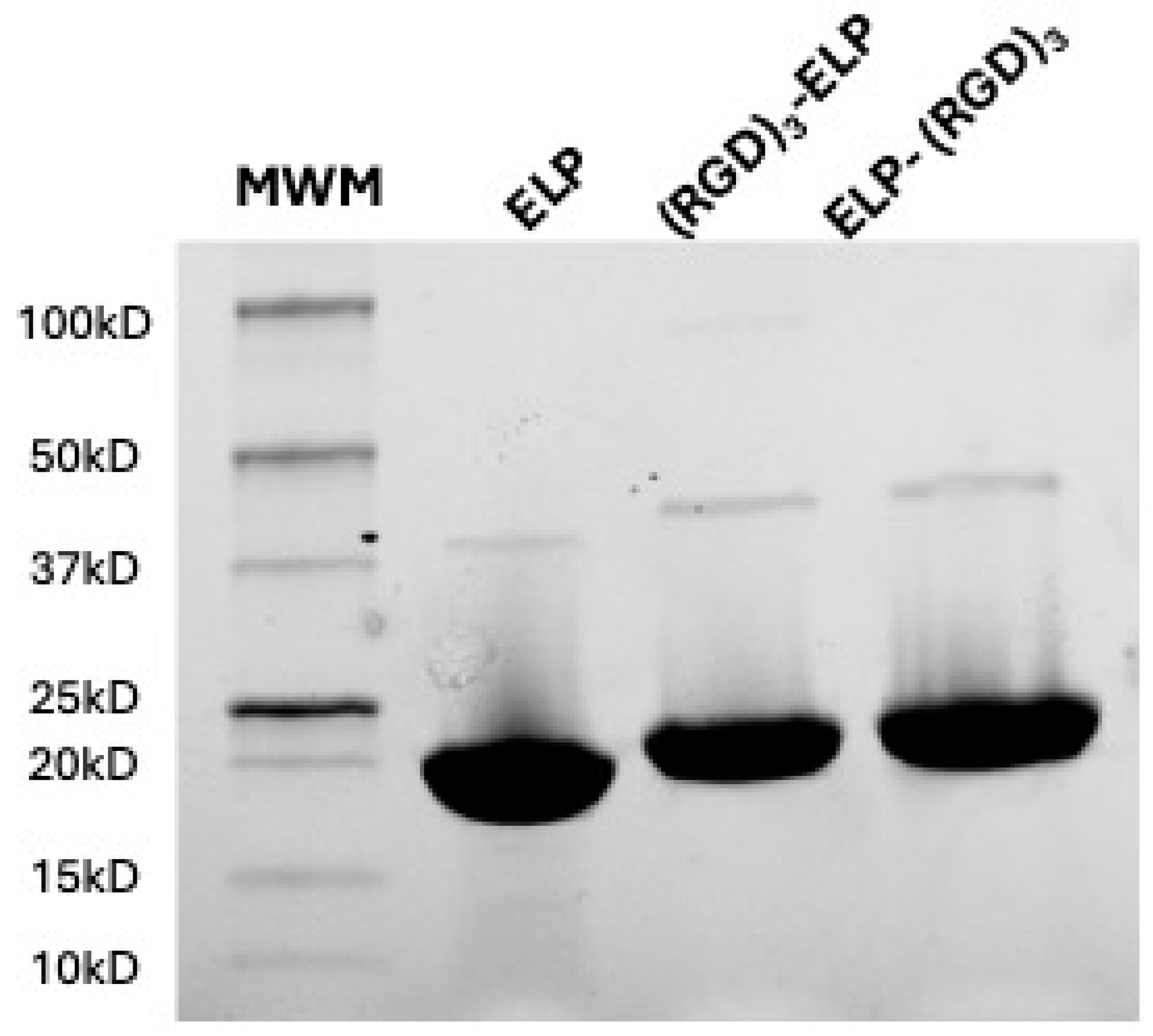 Bioengineering 12 00266 g002