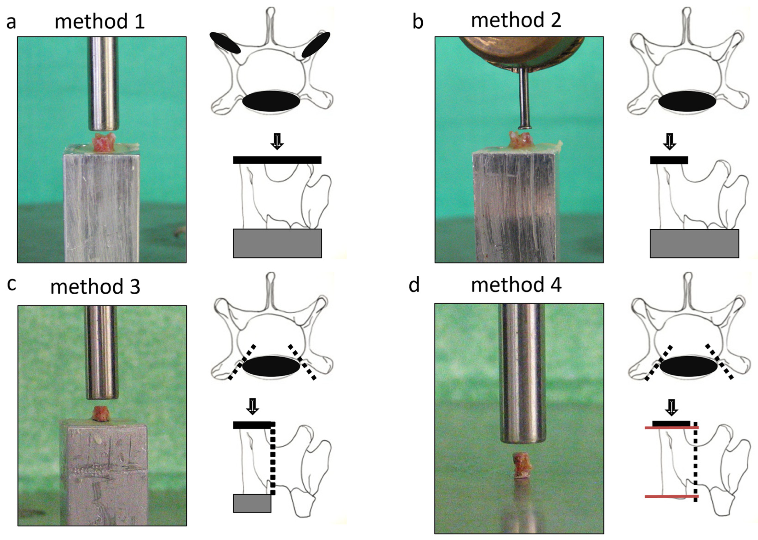 Bioengineering 12 00273 g002