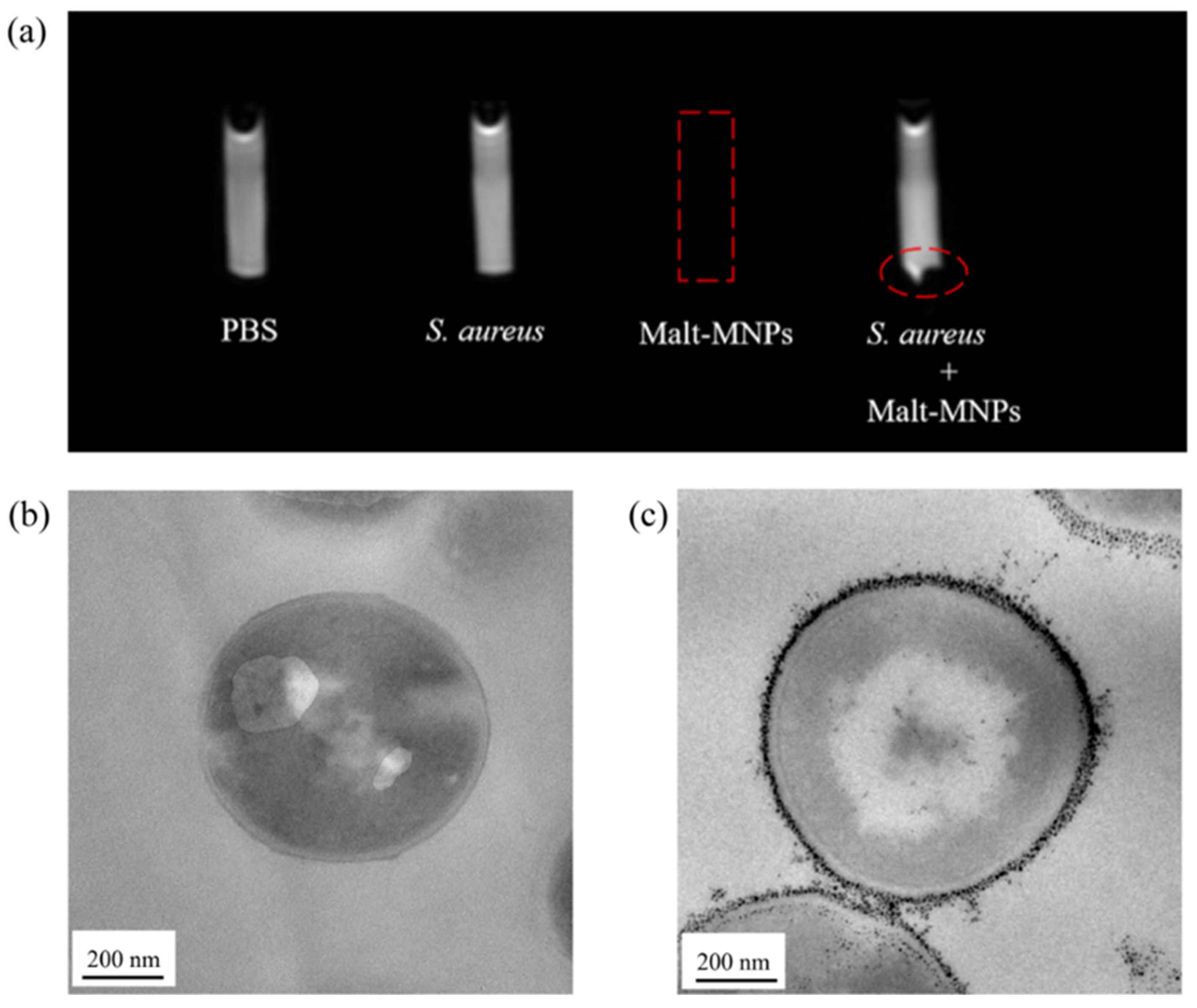 Bioengineering 12 00296 g004