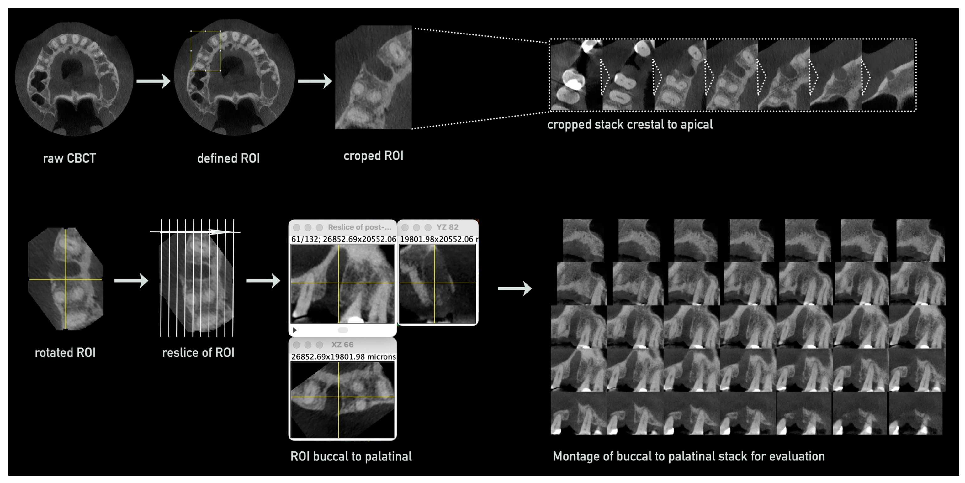 Bioengineering 12 00301 g001