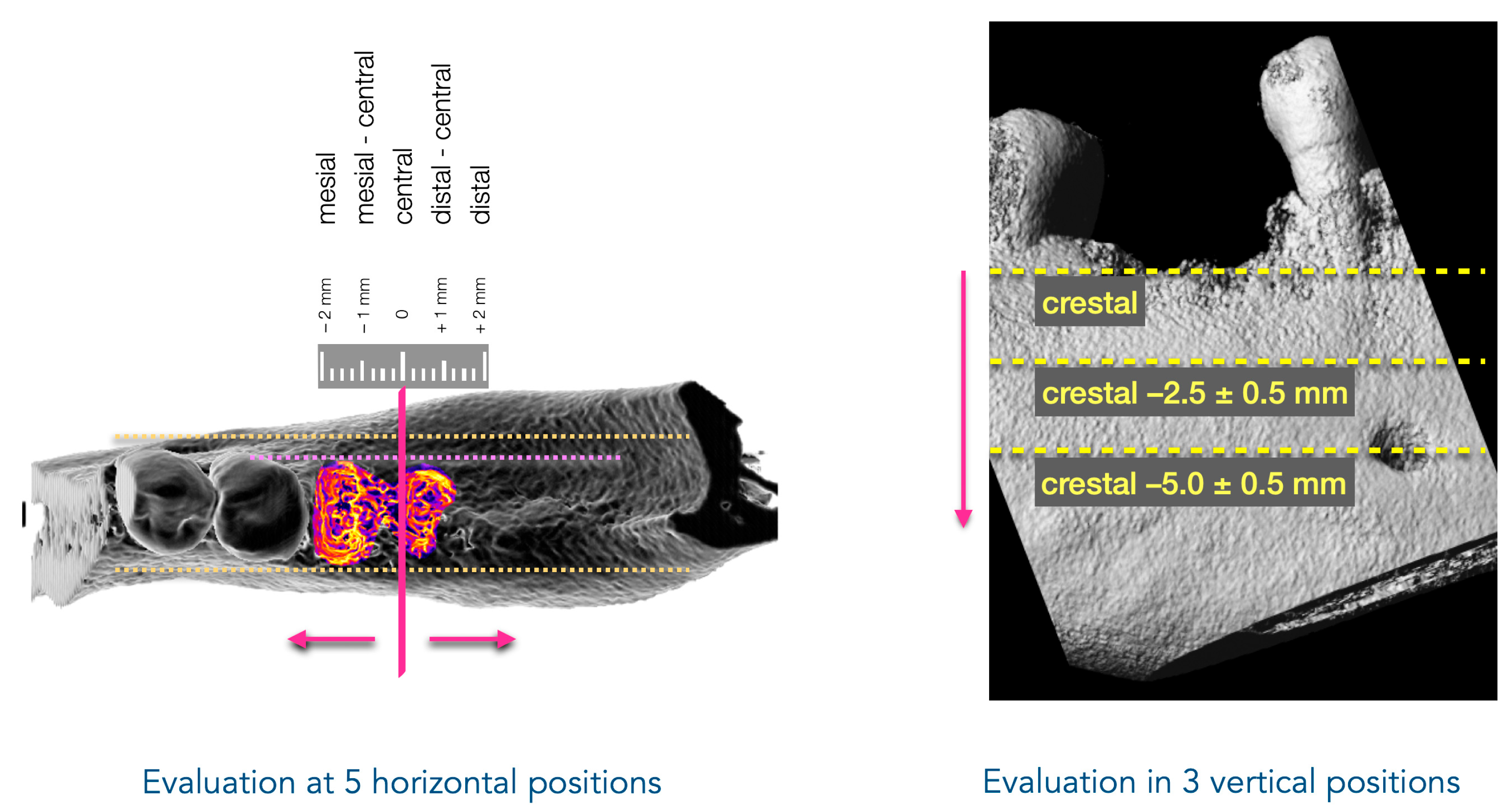 Bioengineering 12 00307 g002