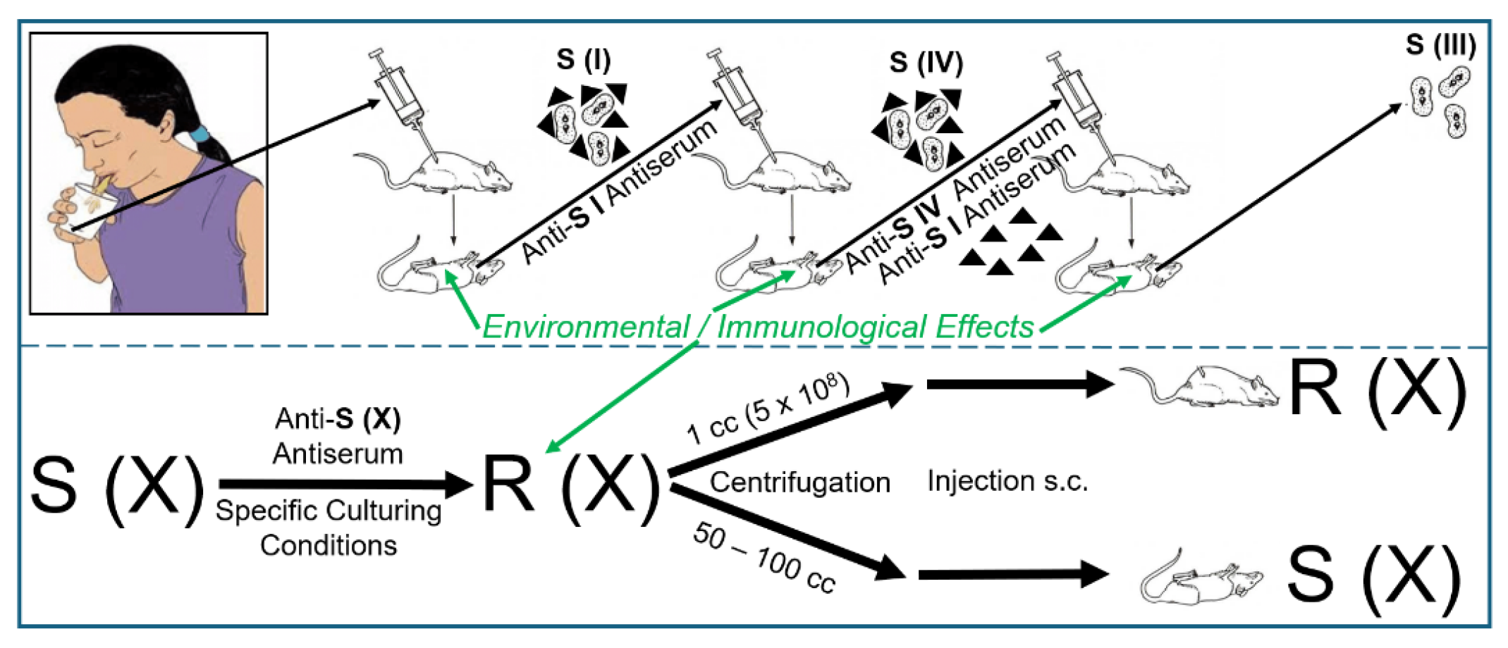 Bioengineering 12 00324 g002