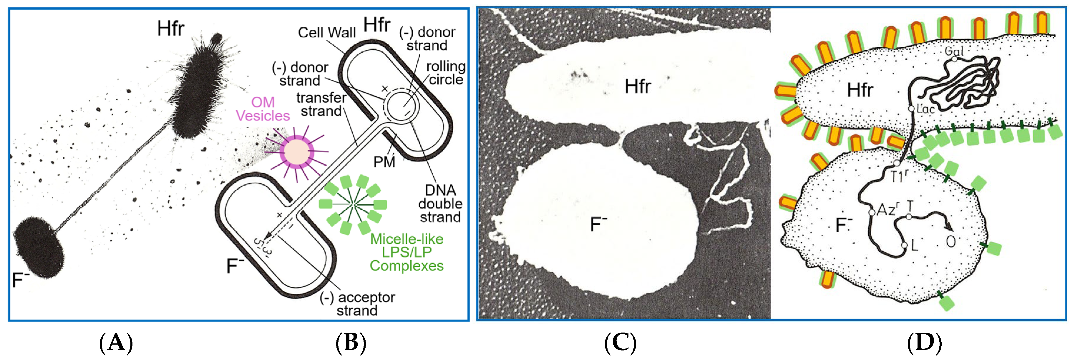 Bioengineering 12 00324 g014