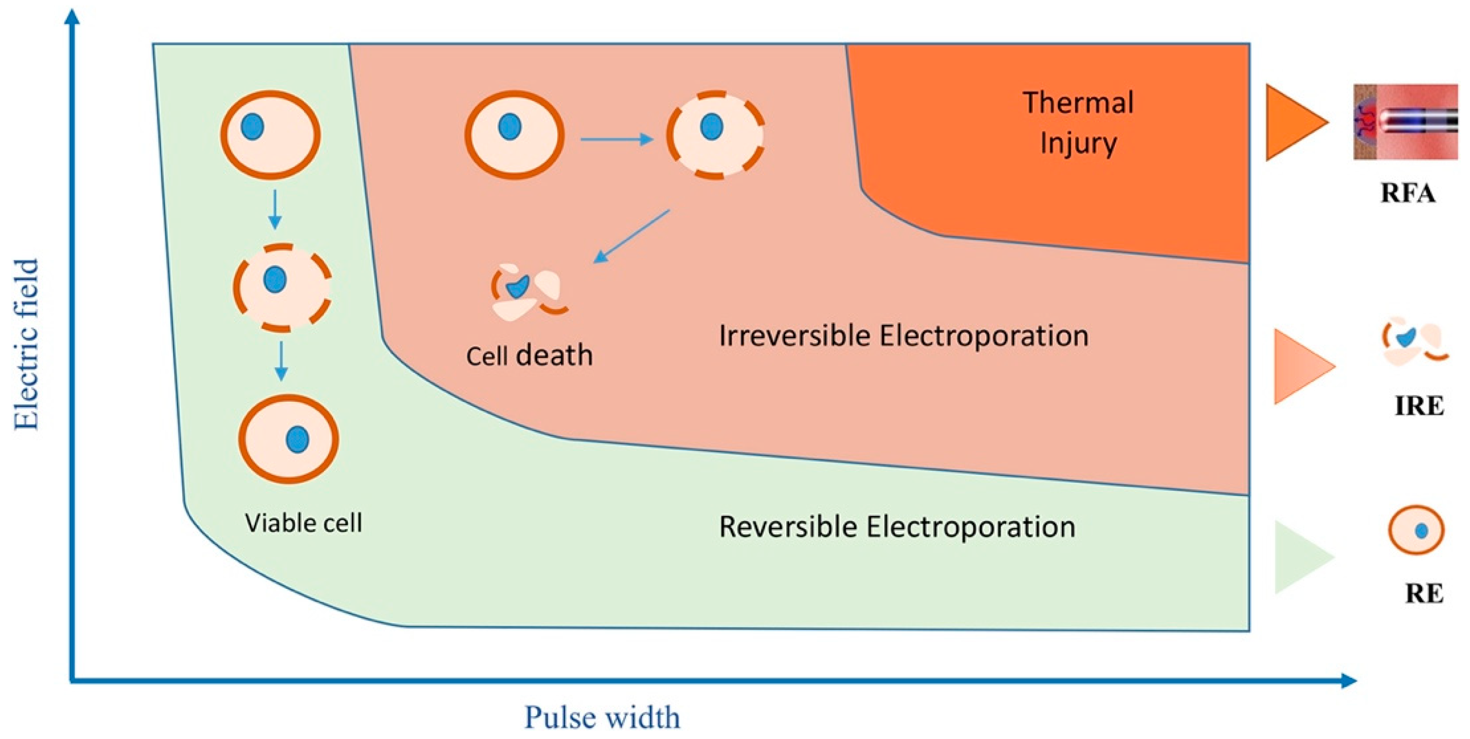 Bioengineering 12 00329 g002