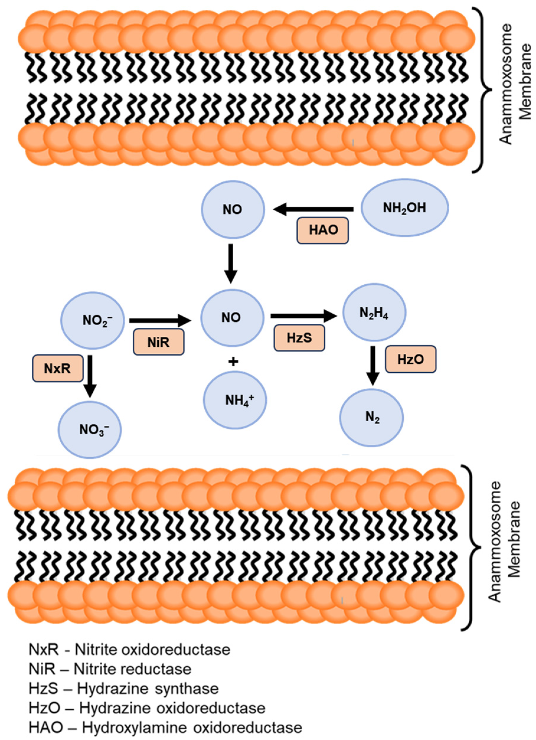 Bioengineering 12 00330 g002
