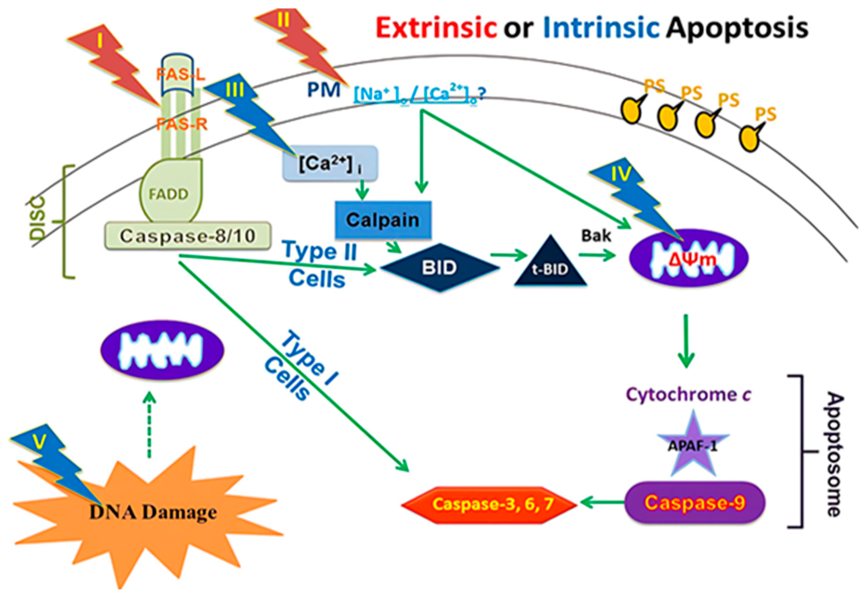 Bioengineering 12 00341 g001 Bioengineering 12 00341 g001
