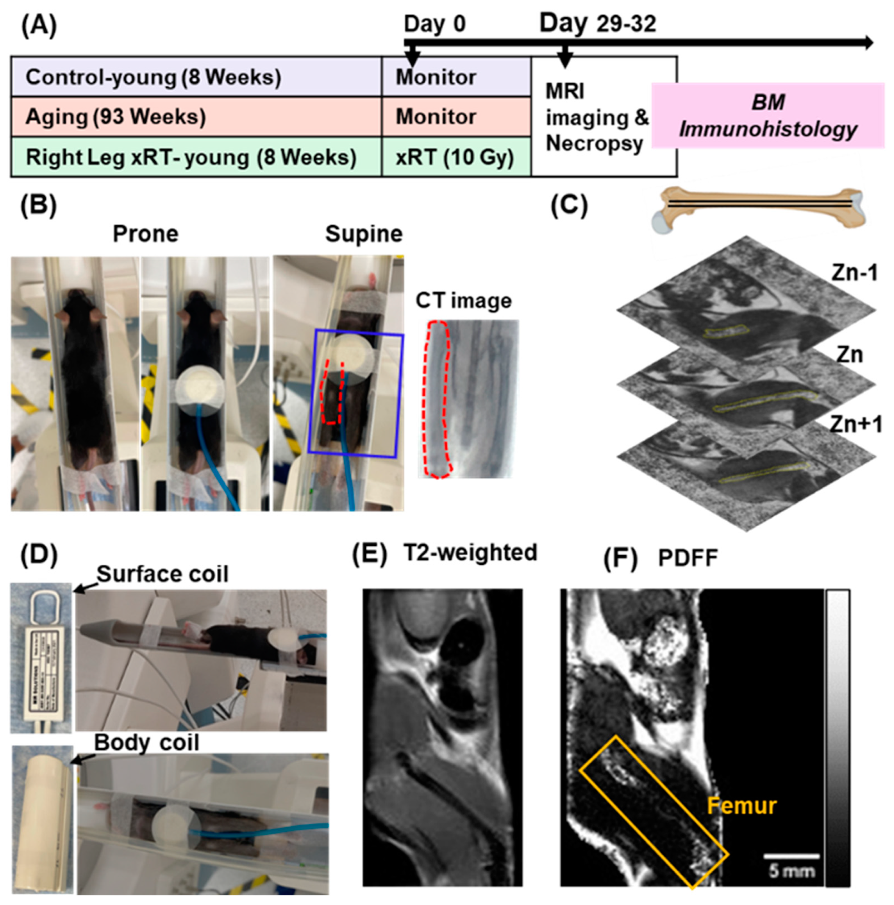 Bioengineering 12 00349 g001
