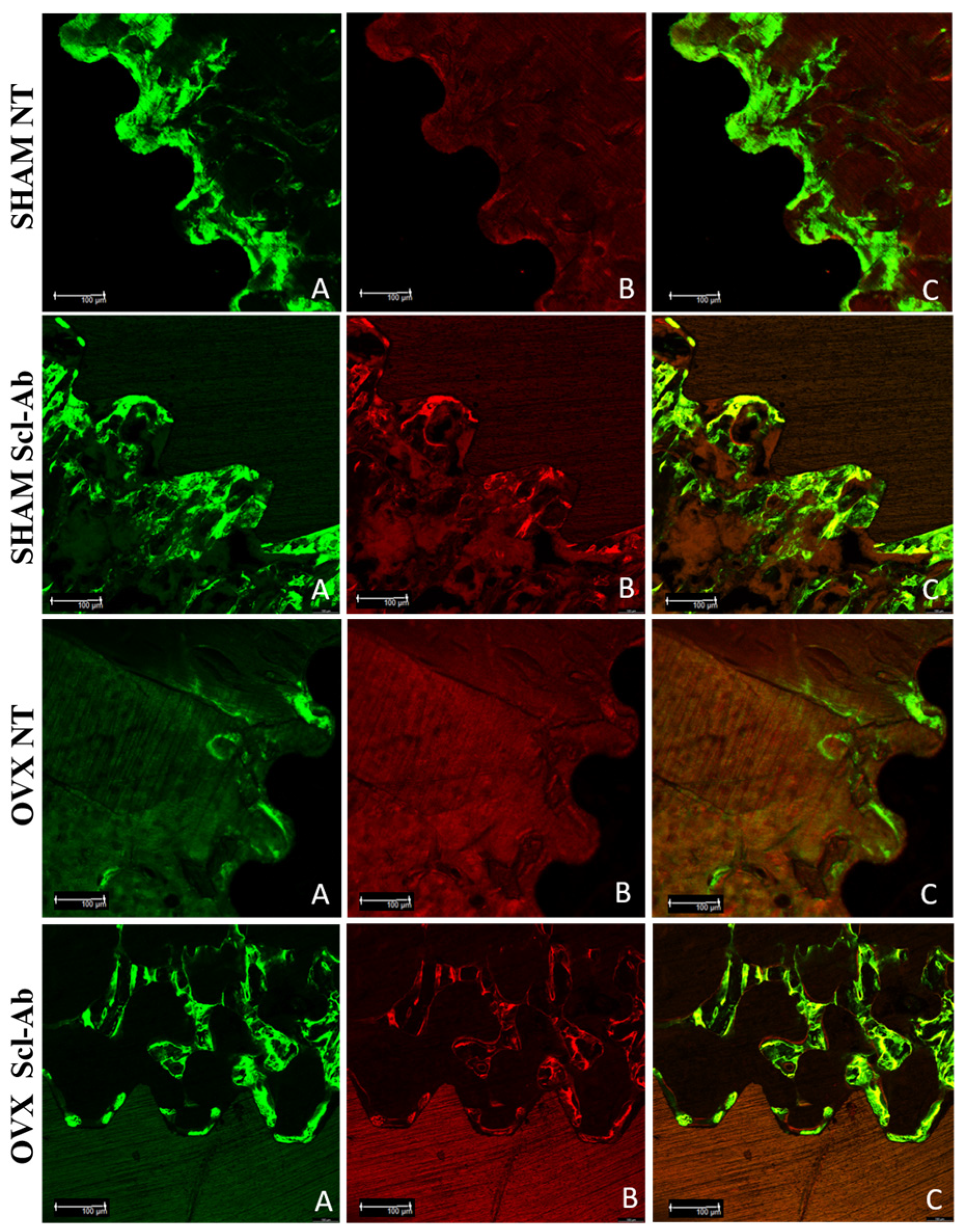 Bioengineering 12 00358 g006