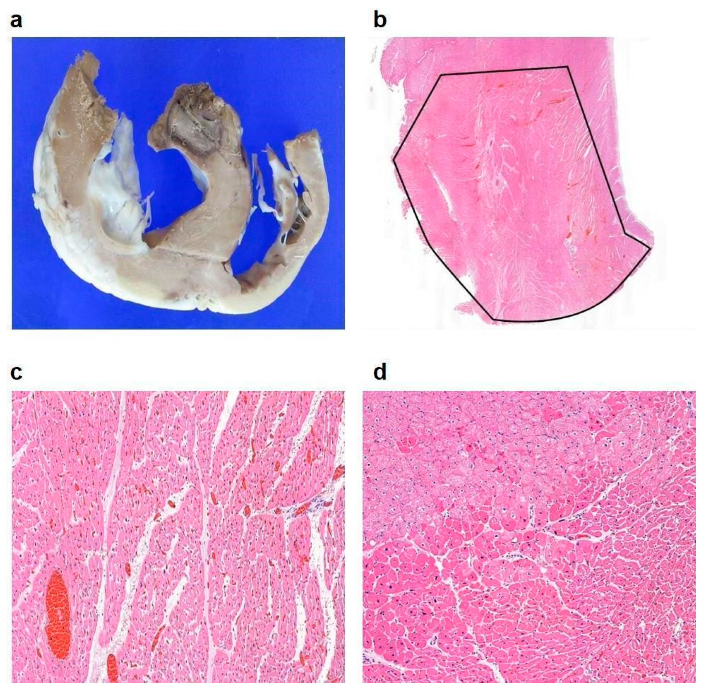 Bioengineering 12 00360 g006