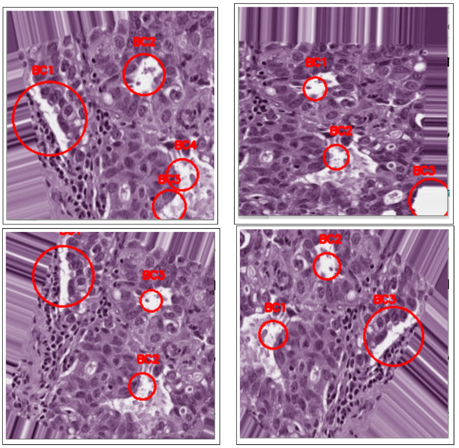 Bioengineering 12 00364 g009
