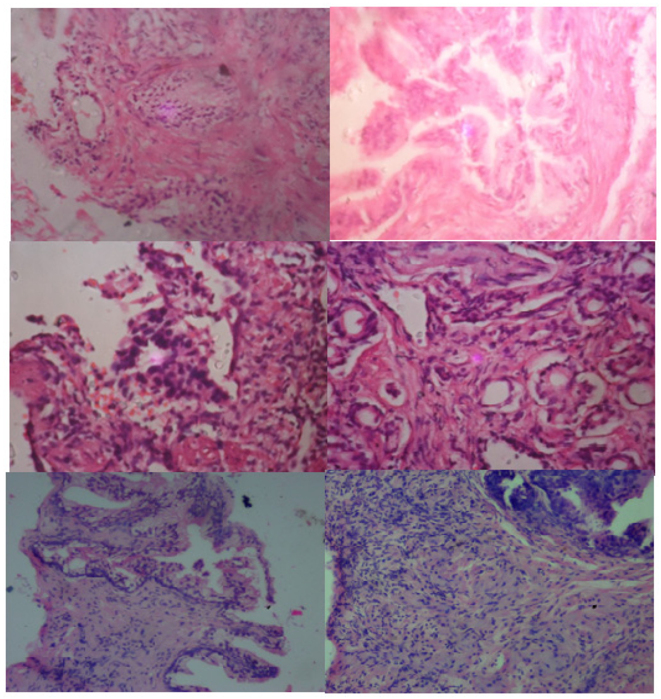 Bioengineering 12 00369 g002