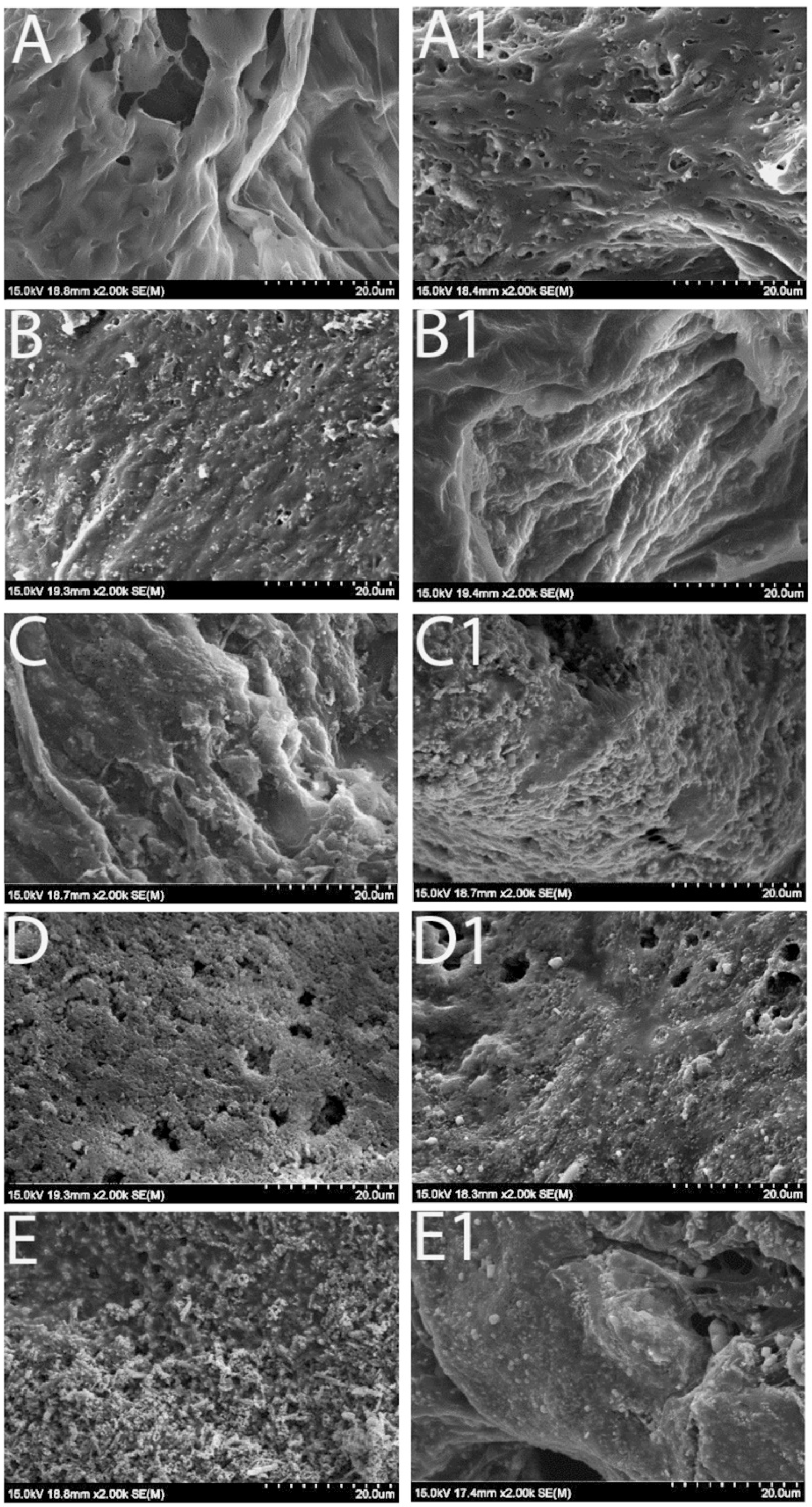 Bioengineering 12 00371 g002