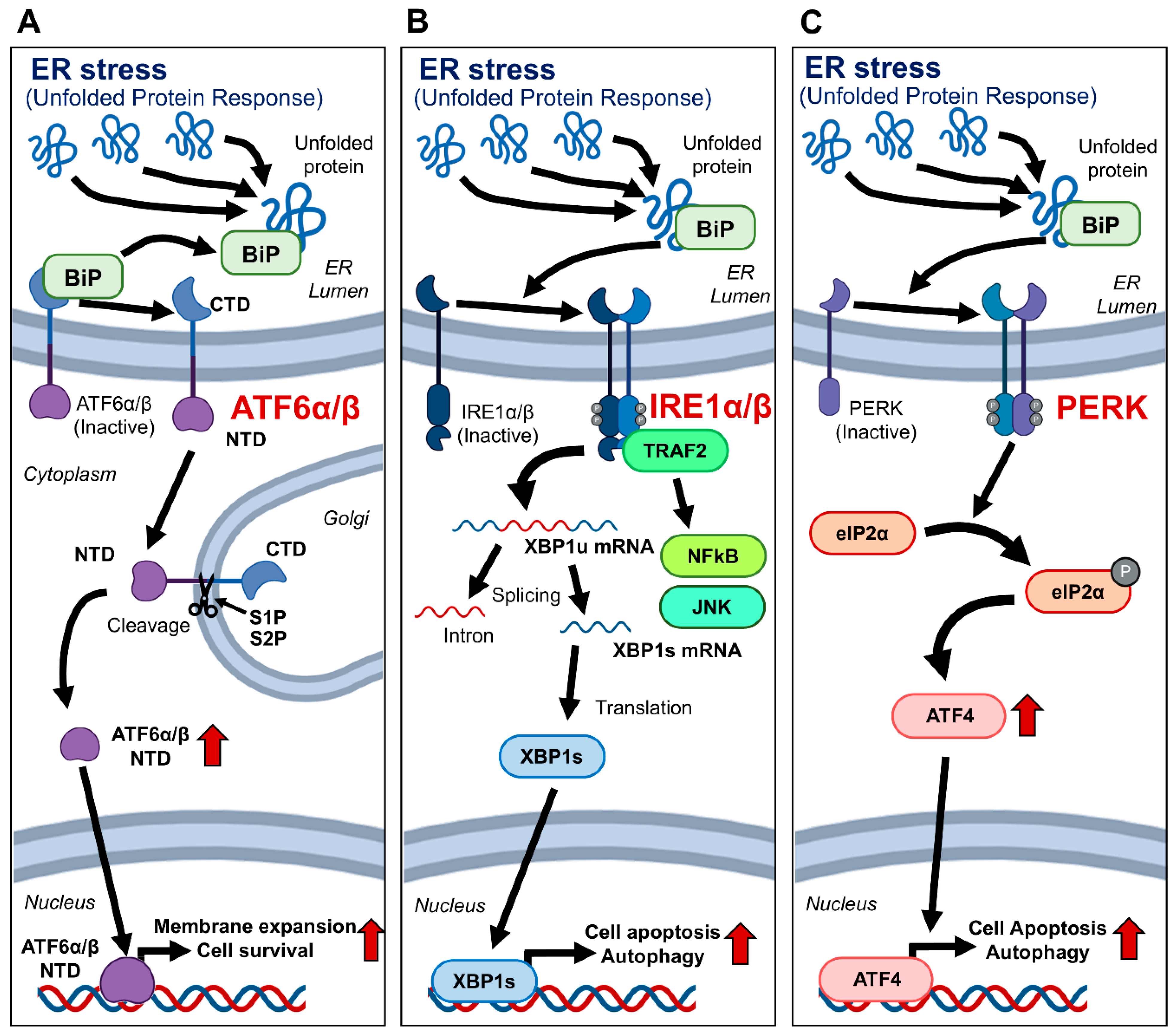Bioengineering 12 00409 g001