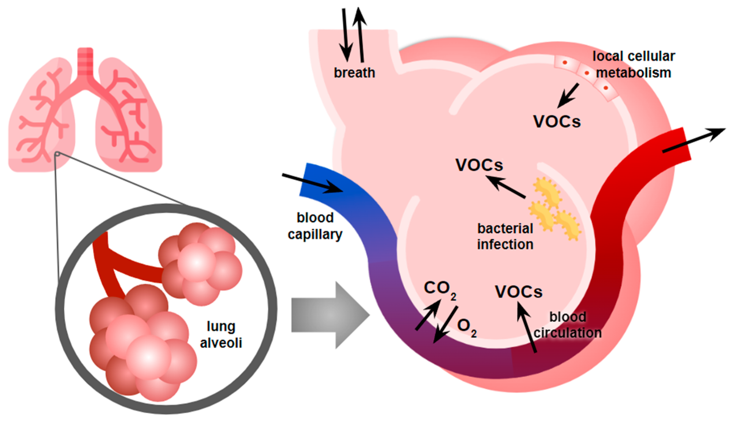 Bioengineering 12 00411 g001