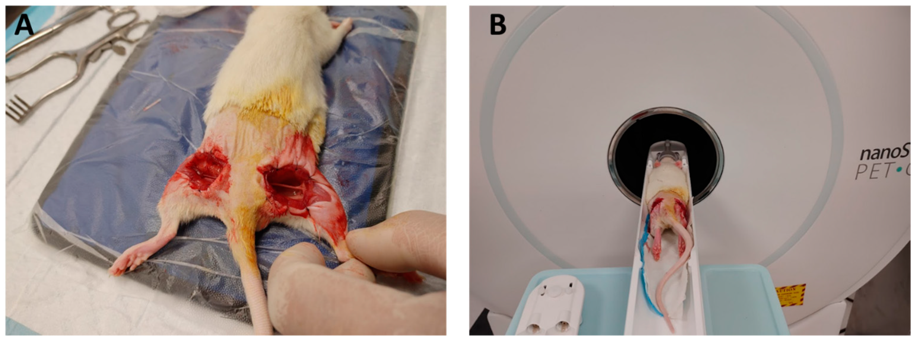 Bioengineering 12 00422 g001