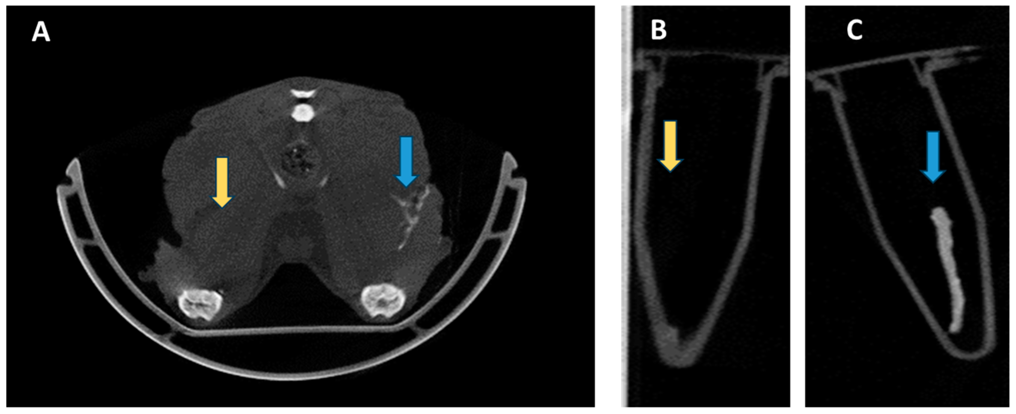 Bioengineering 12 00422 g005