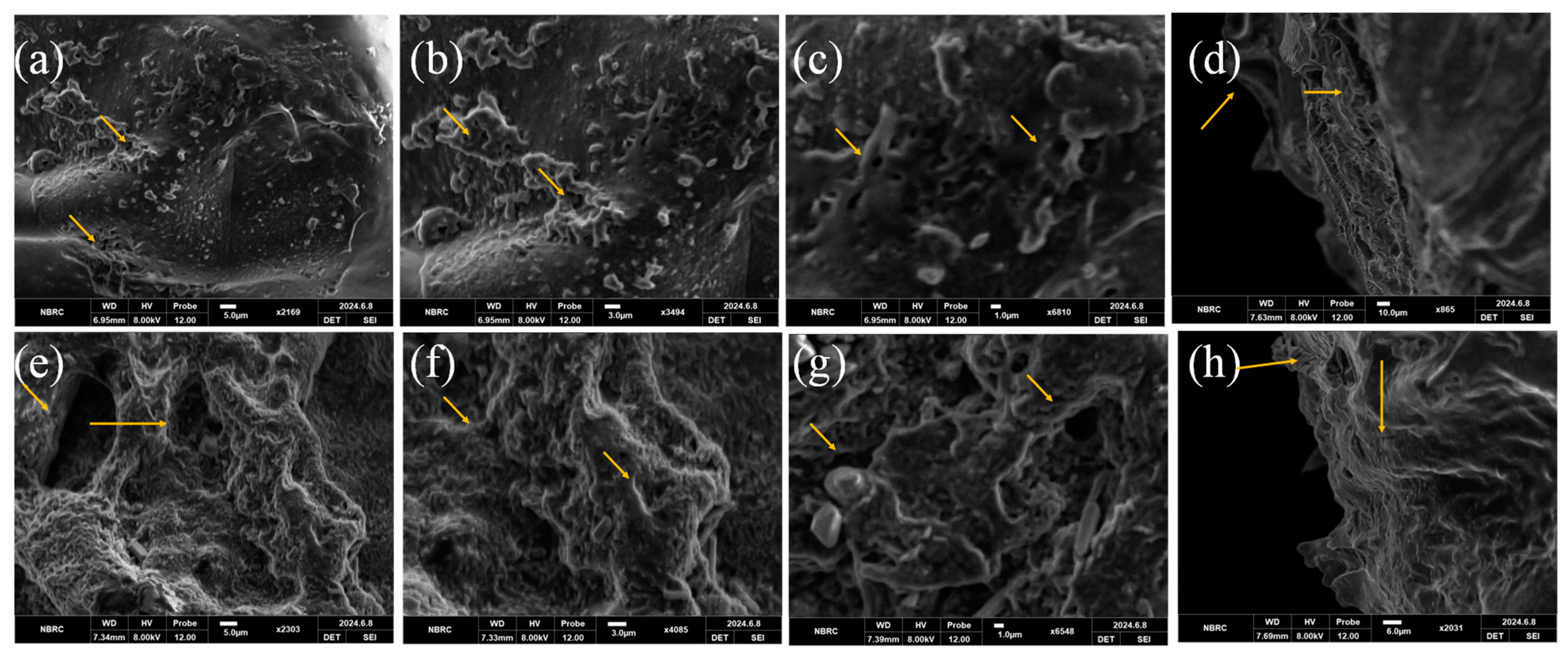 Bioengineering 12 00439 g004
