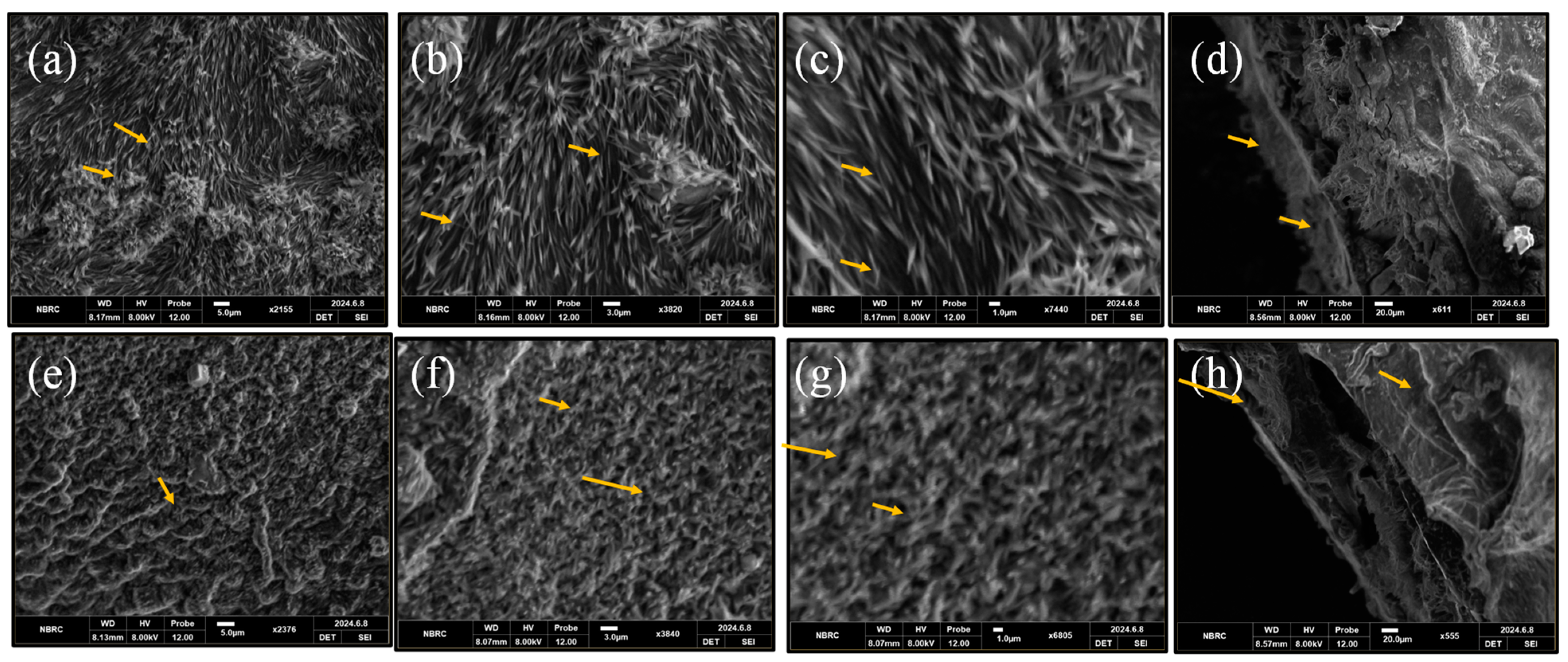 Bioengineering 12 00439 g005