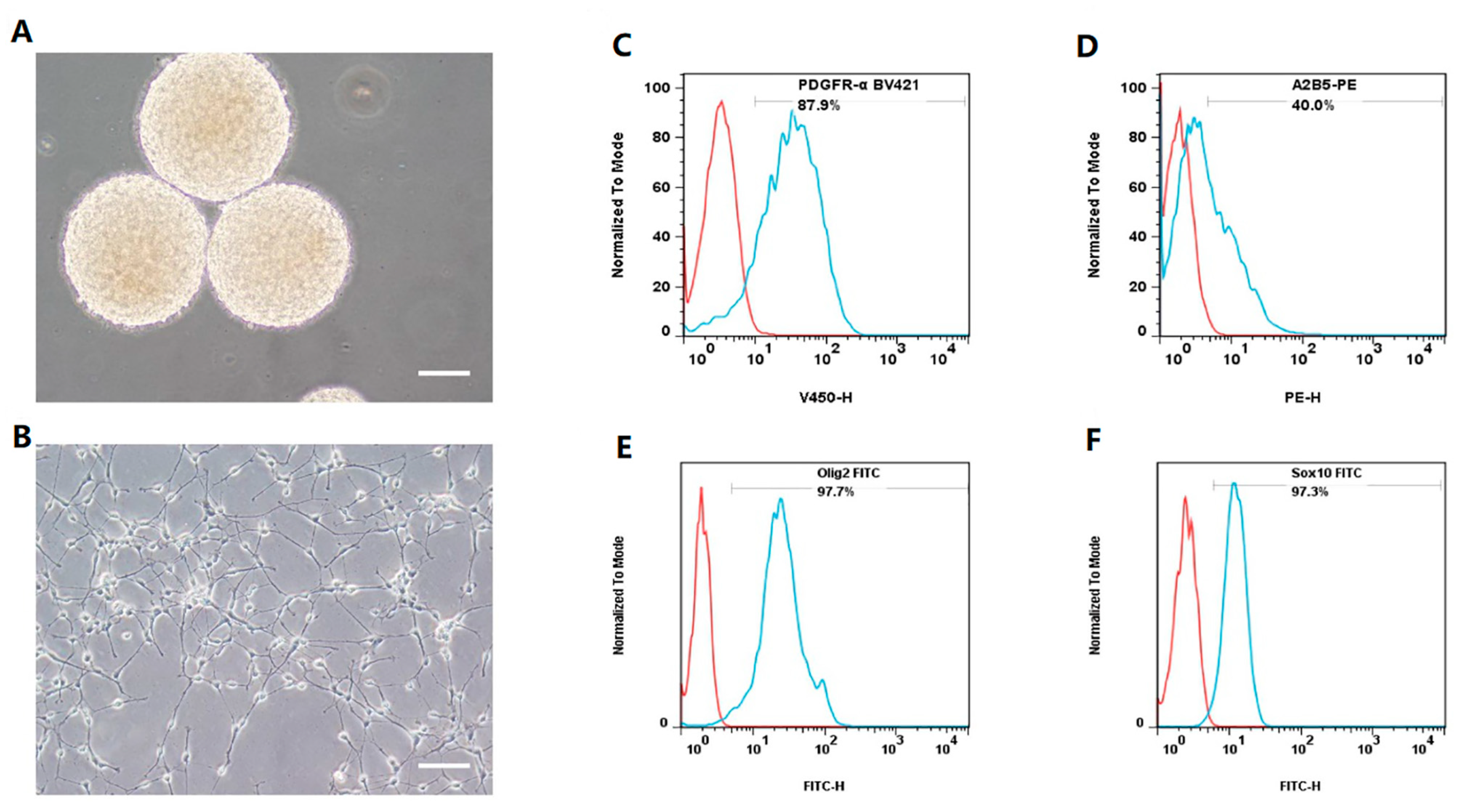 The Effect of Tumor Necrosis Factor-α and Interleu-Kin-1β on
