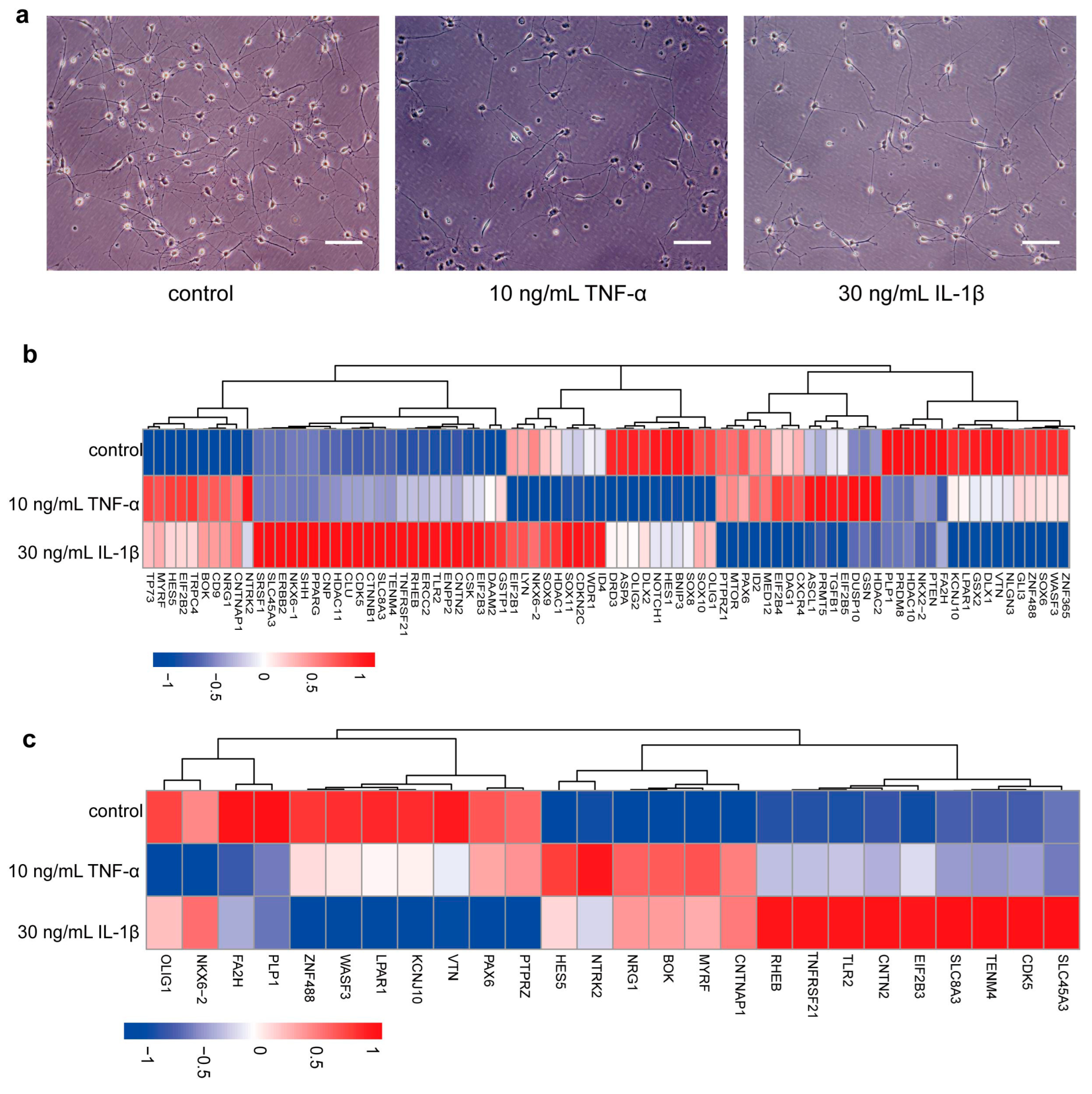 Bioengineering 12 00457 g004