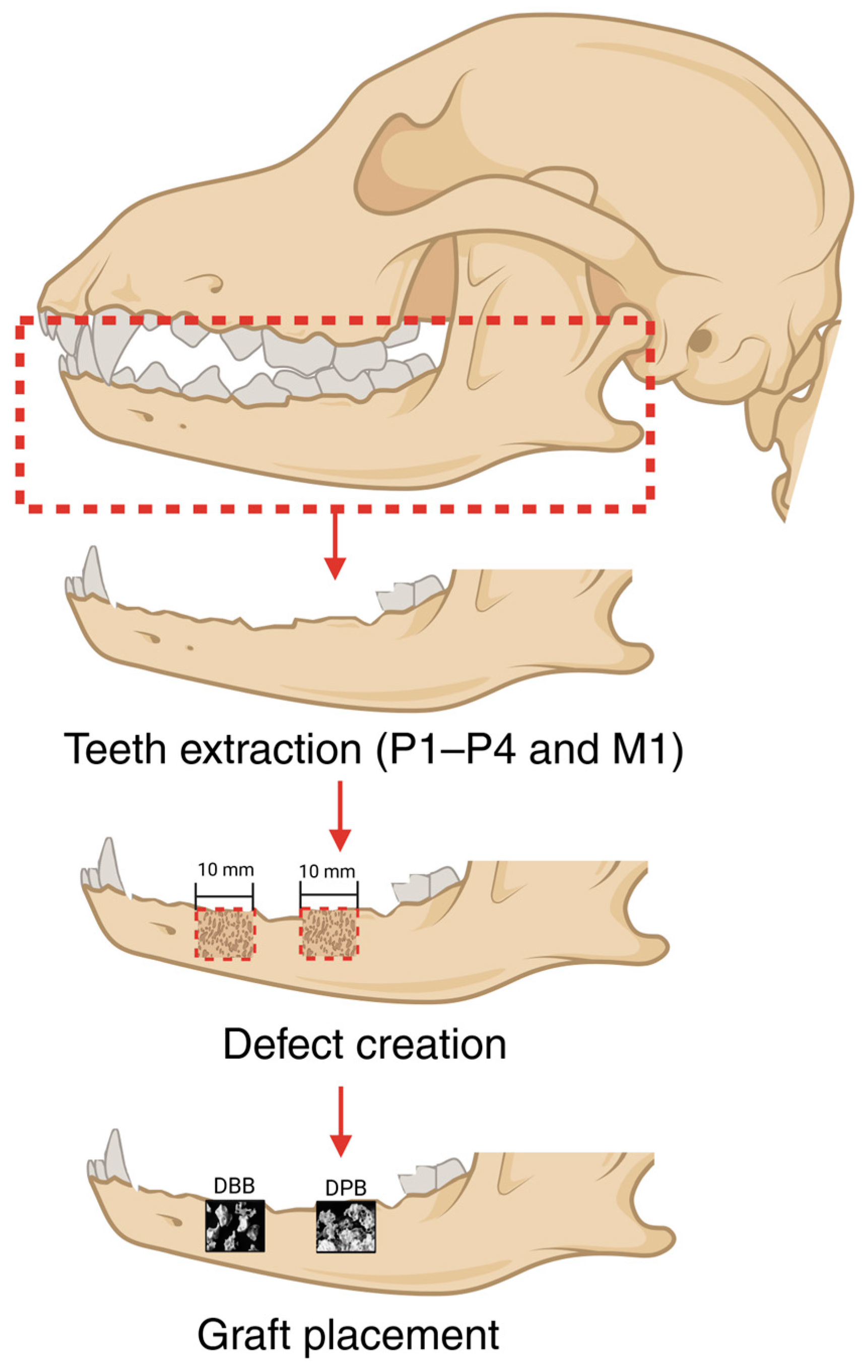 Bioengineering 12 00459 g001