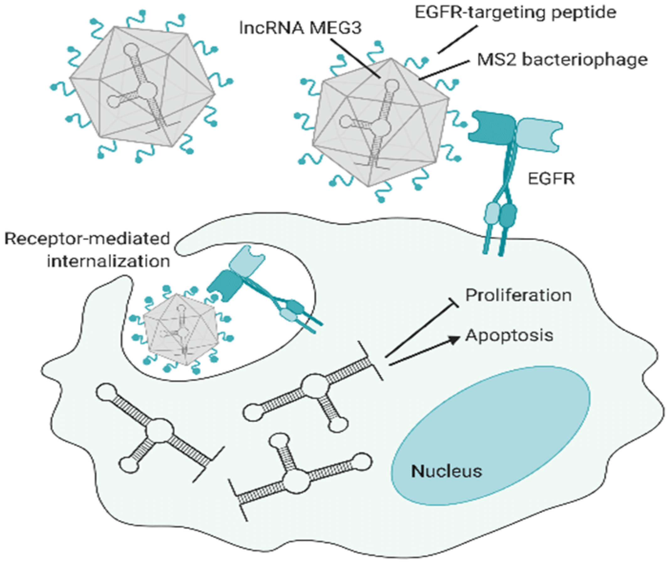 Bioengineering 12 00469 g004