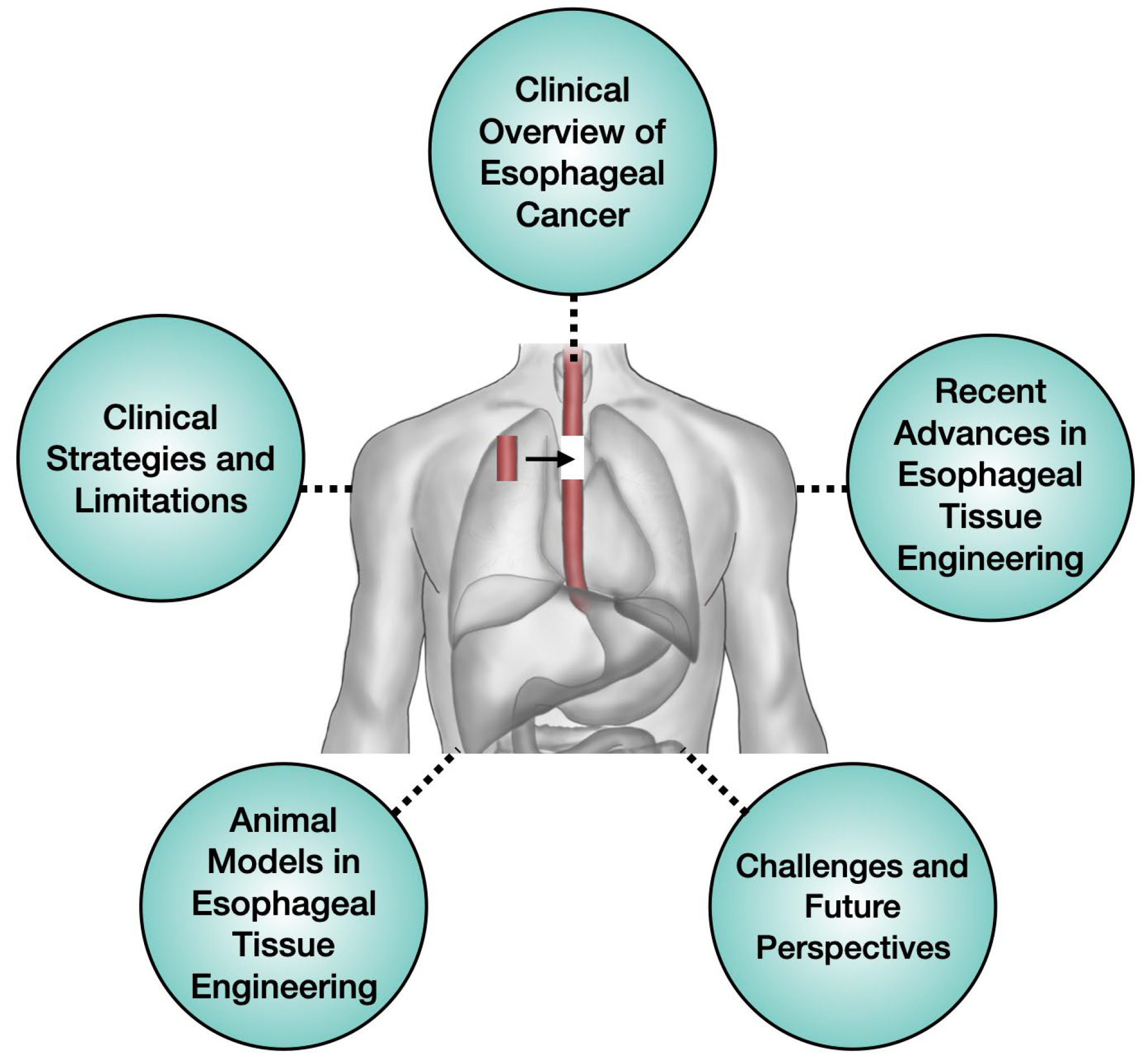 Bioengineering 12 00479 g001