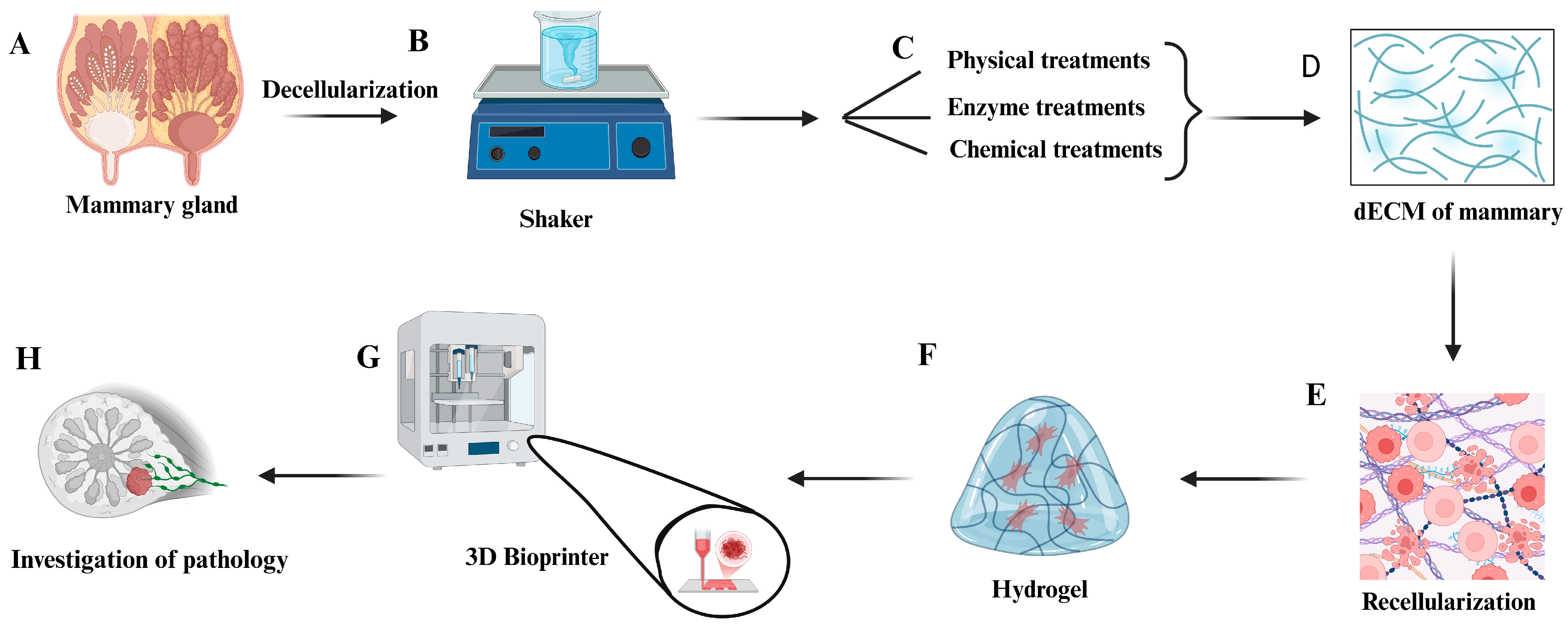 Bioengineering 12 00501 g001