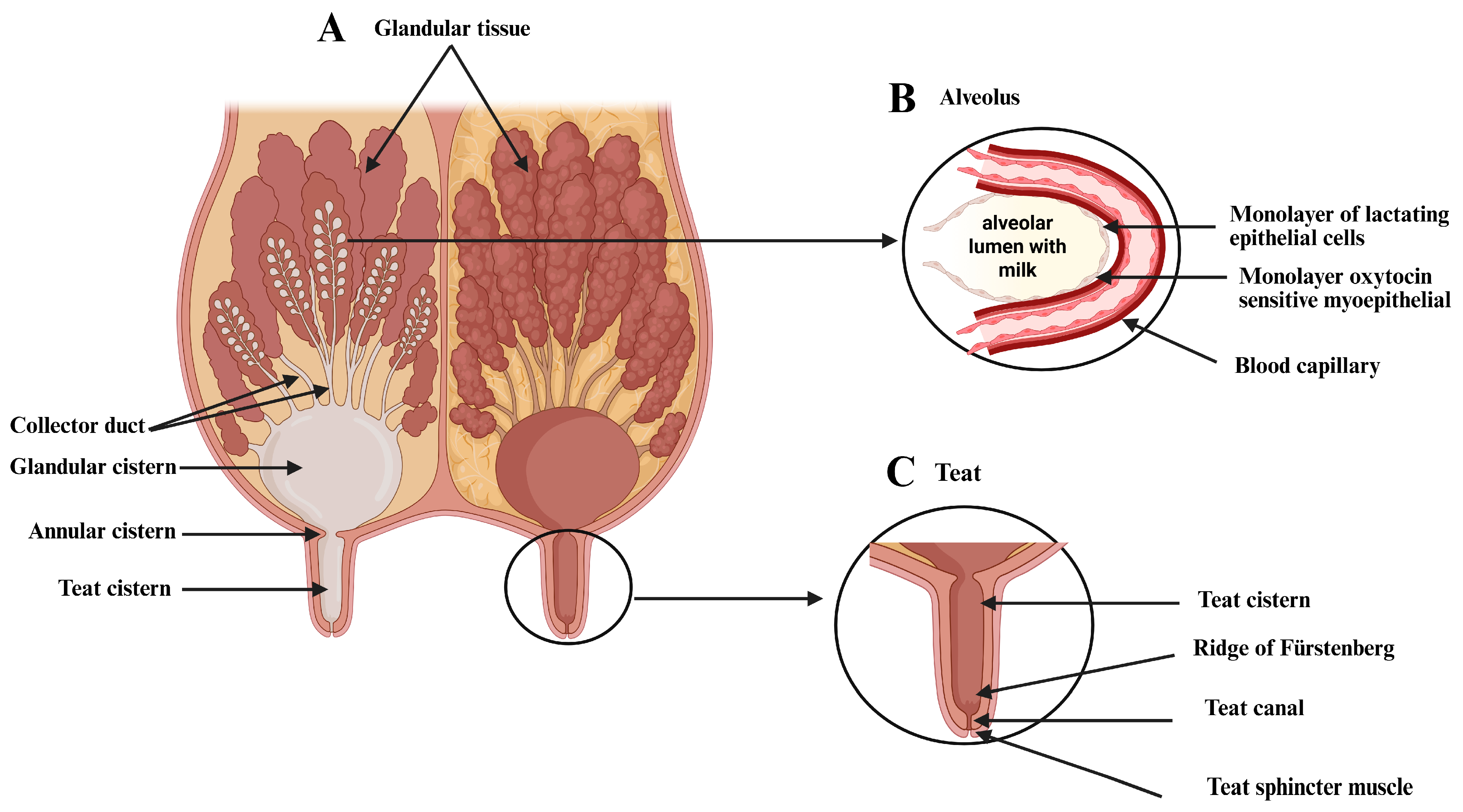 Bioengineering 12 00501 g002