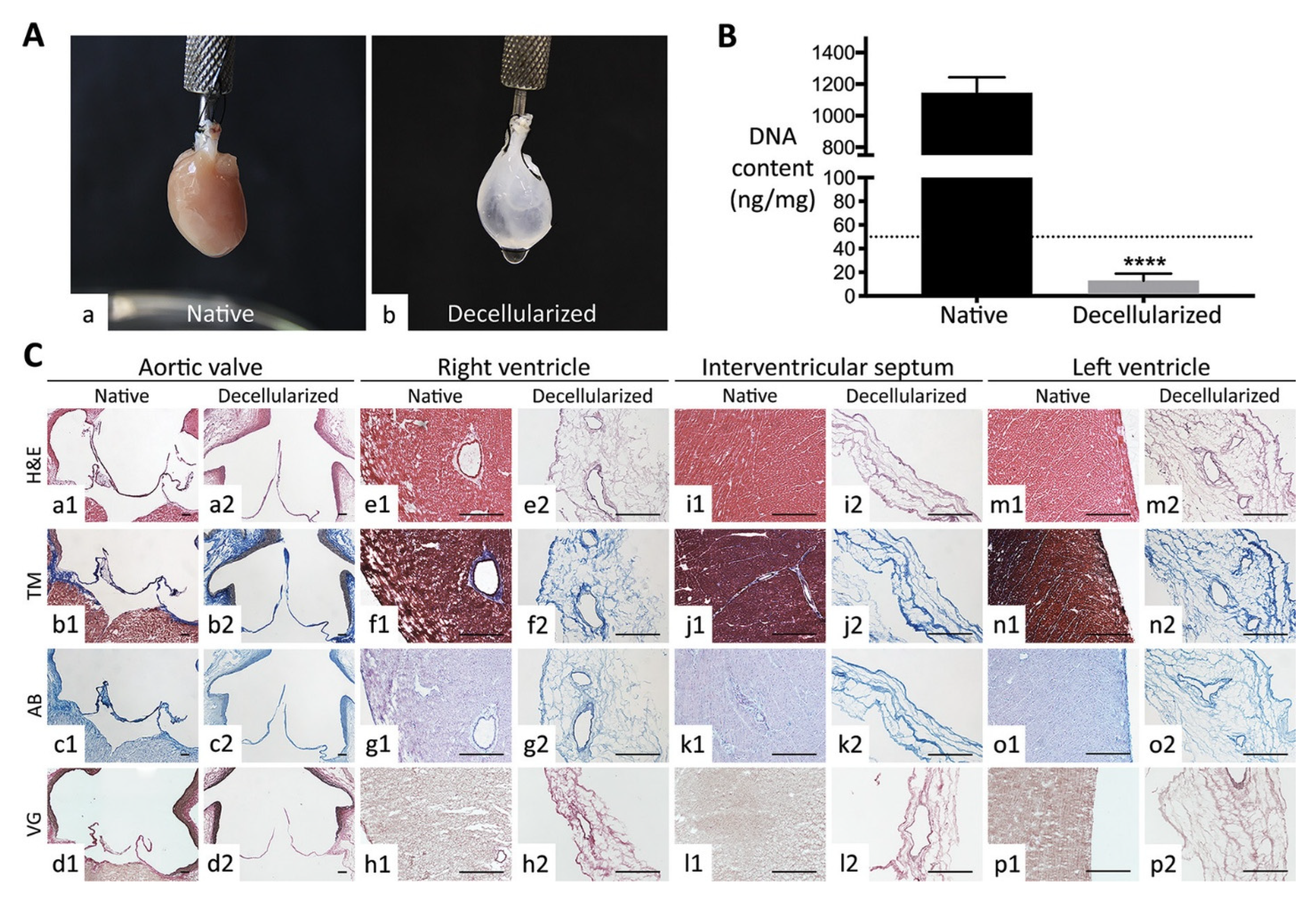 Bioengineering 12 00518 g004