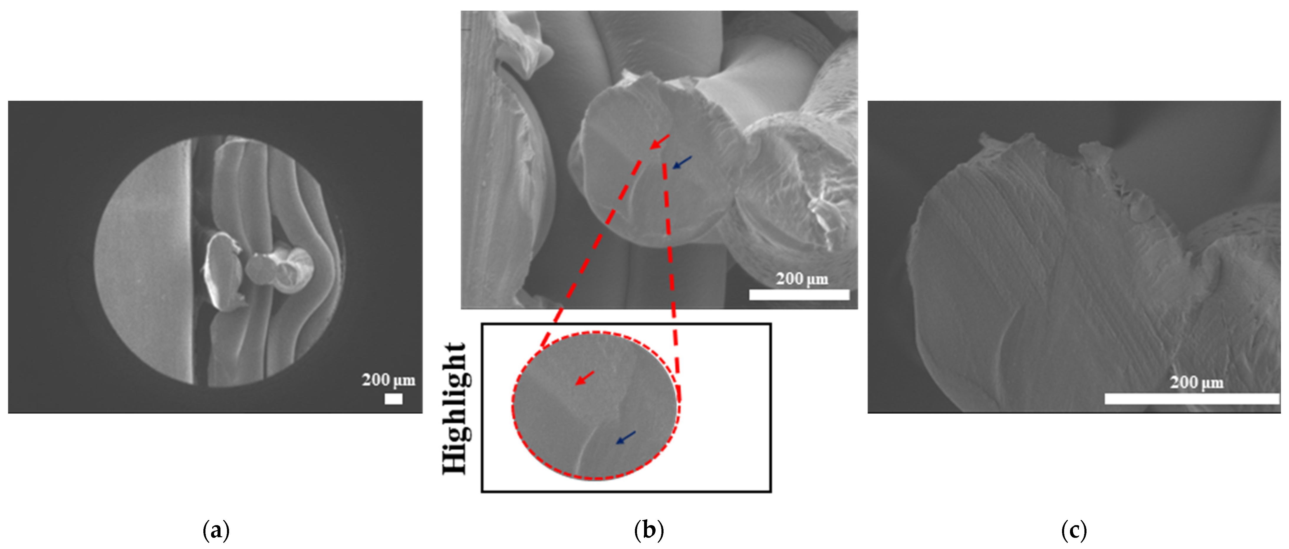 Bioengineering 12 00529 g011a