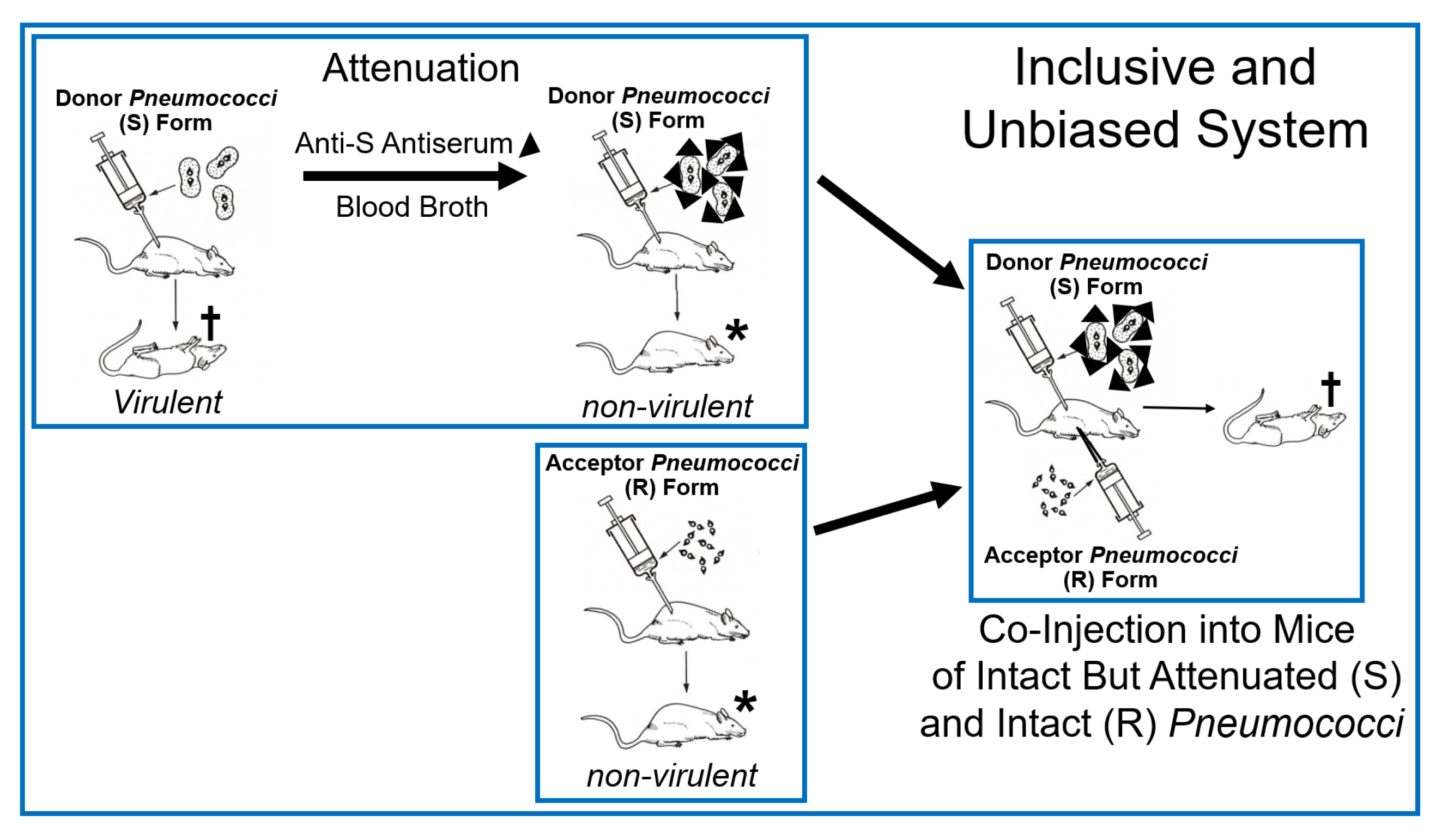 Bioengineering 12 00532 g001
