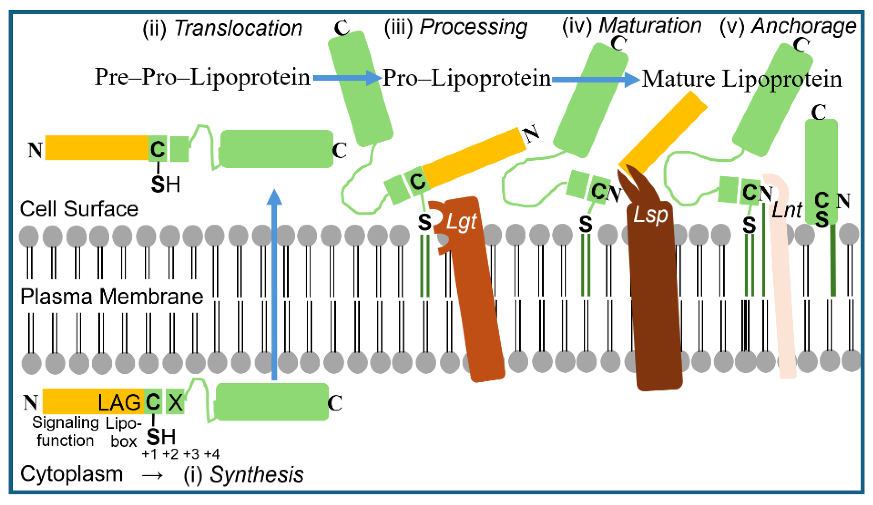 Bioengineering 12 00532 g004