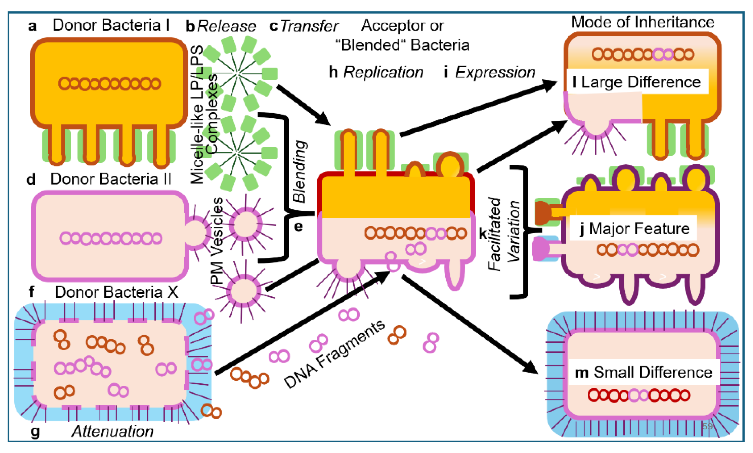 Bioengineering 12 00532 g006