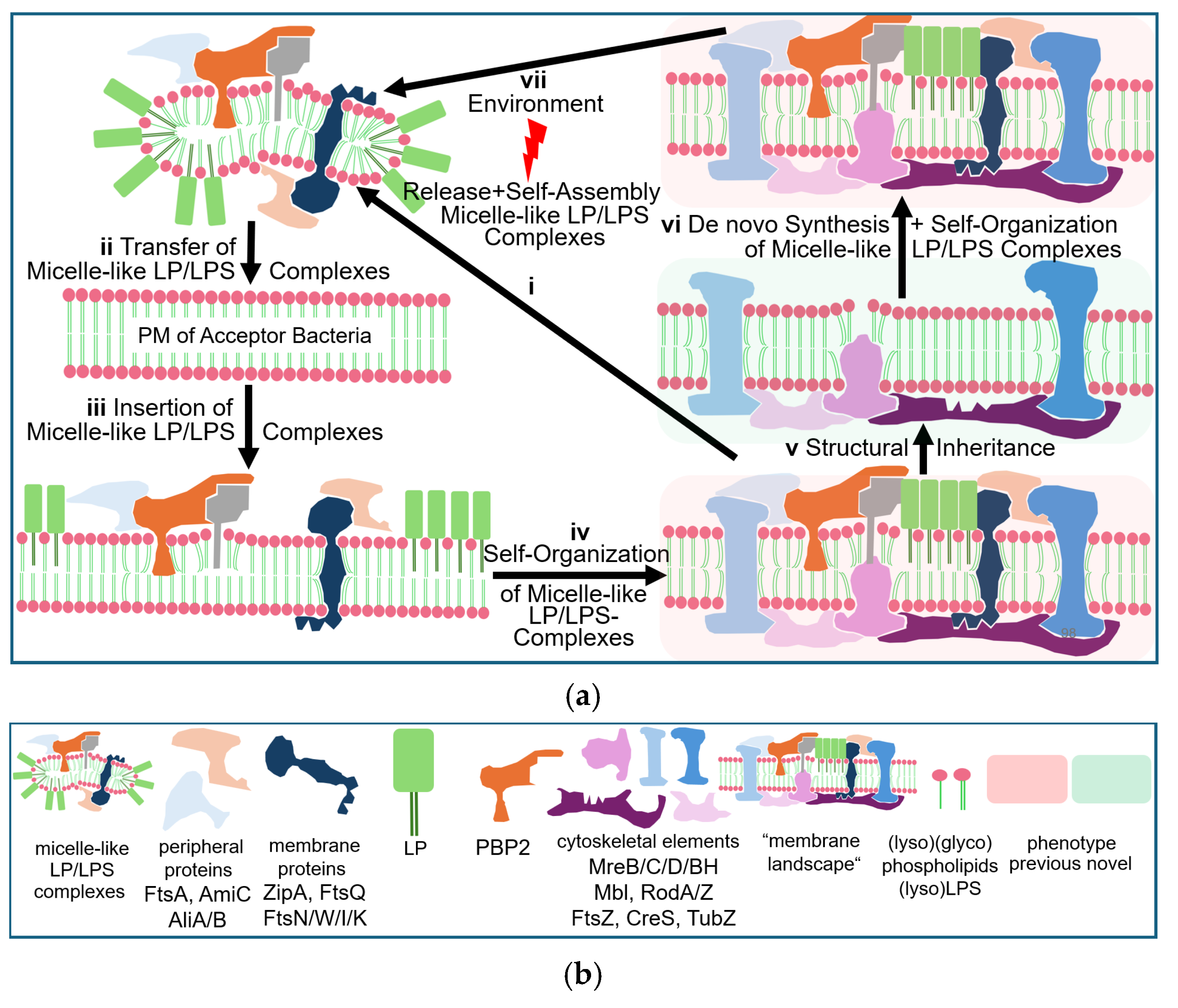 Bioengineering 12 00532 g007
