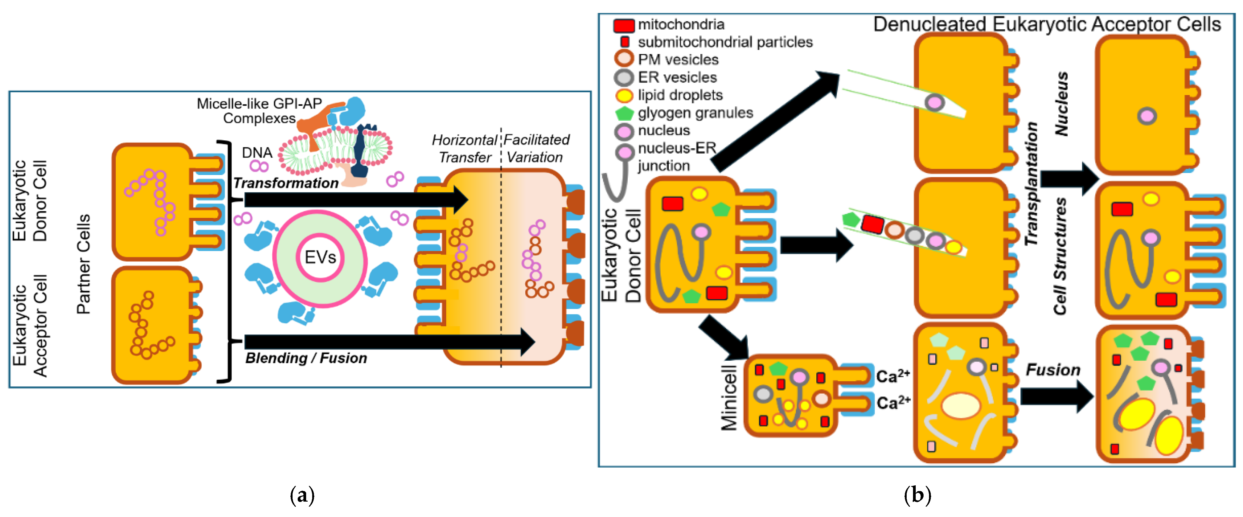 Bioengineering 12 00532 g010