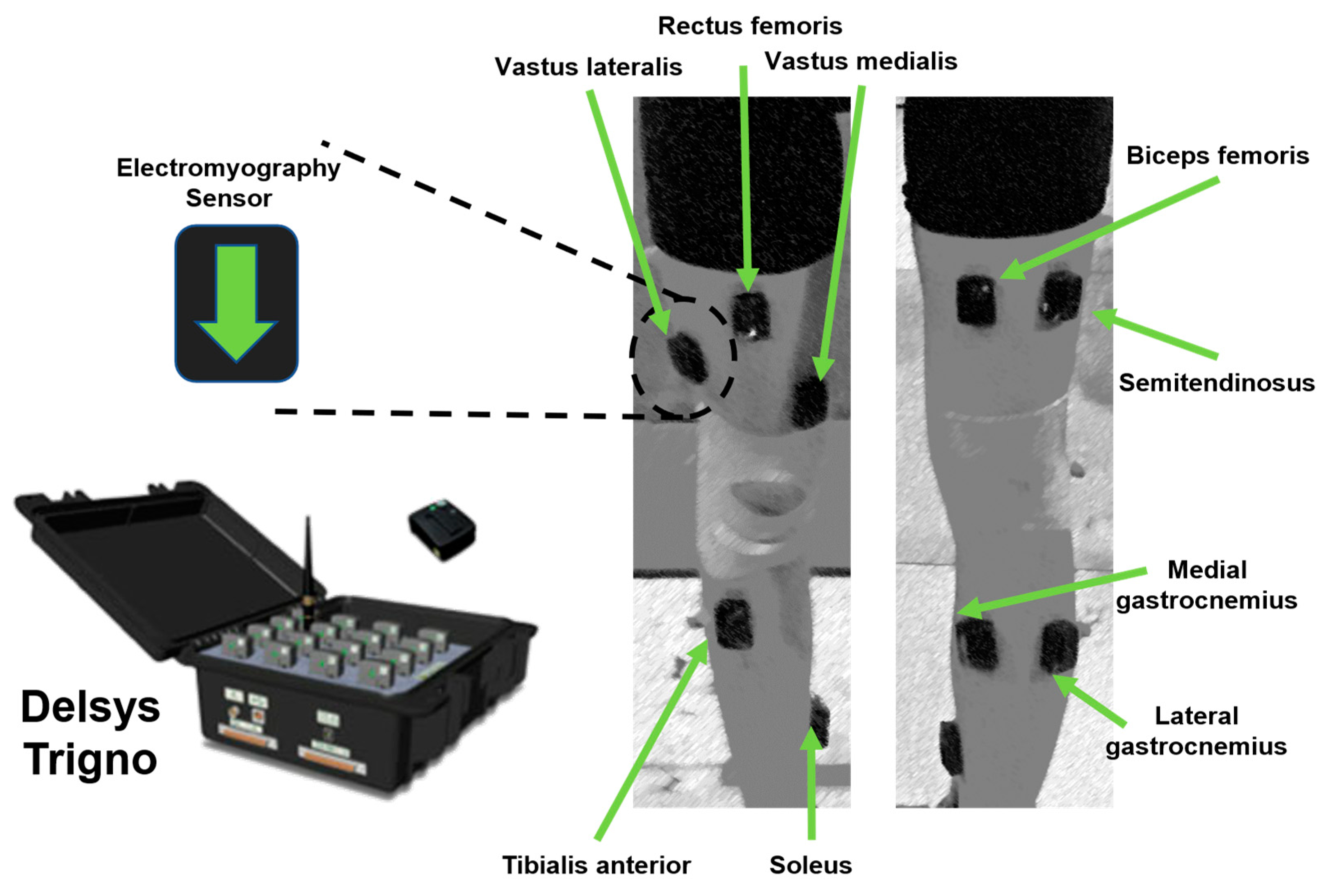 Bioengineering 12 00535 g002