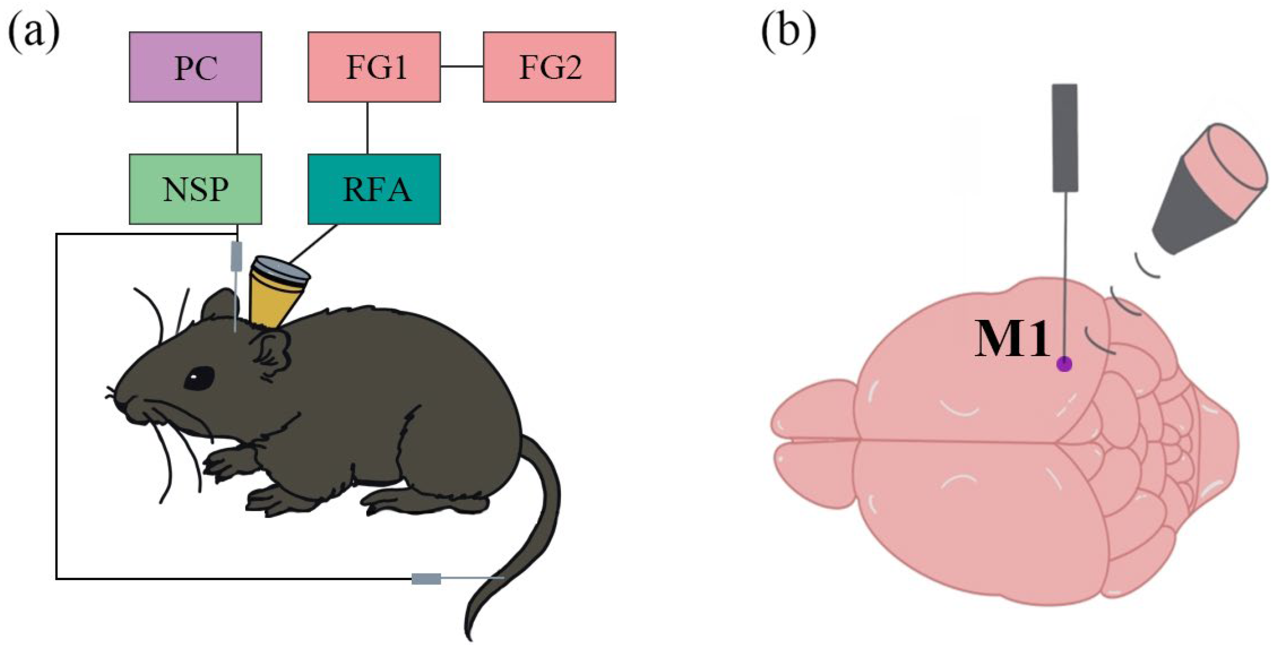 Bioengineering 12 00541 g002