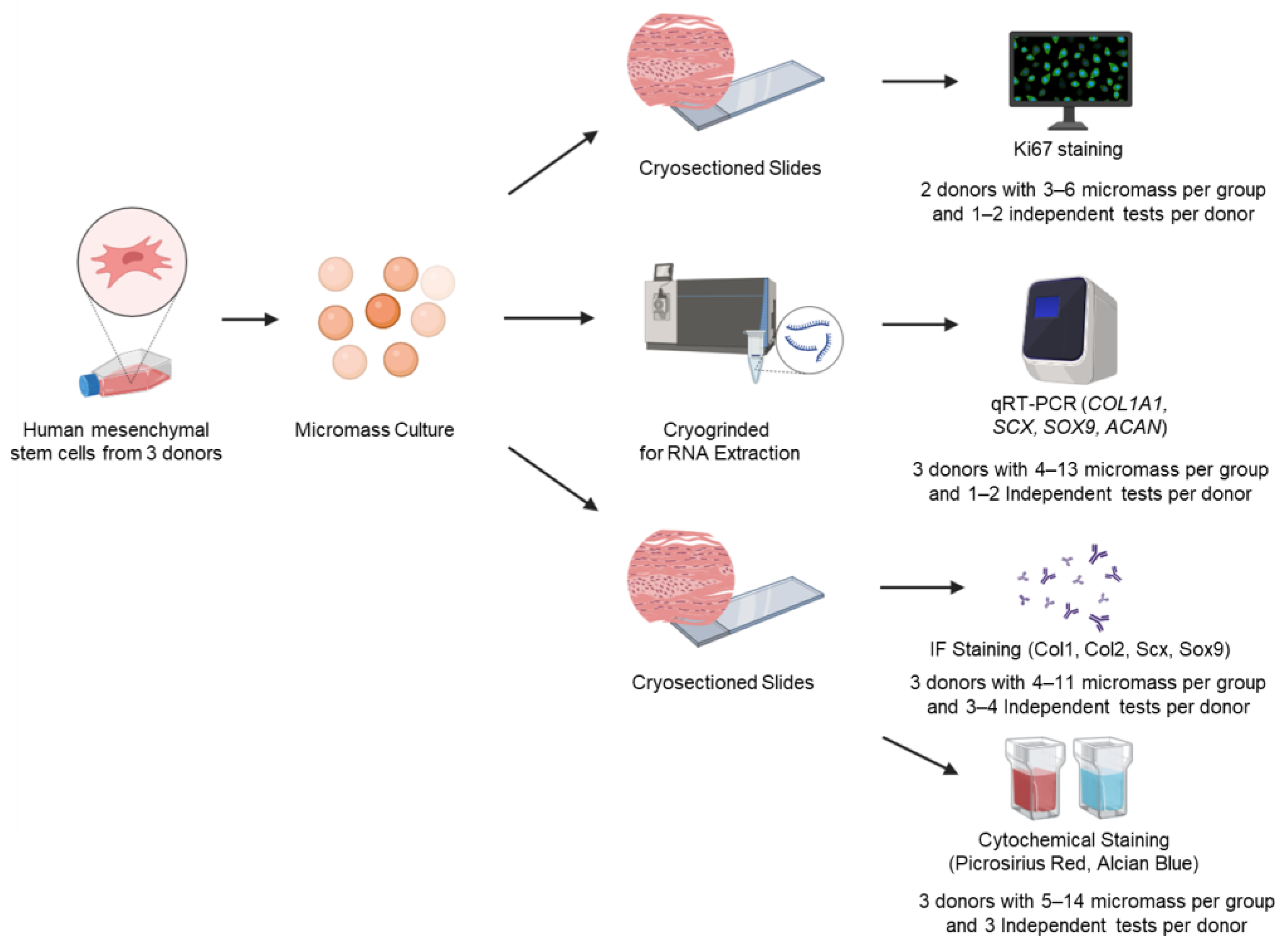 Bioengineering 12 00546 g001