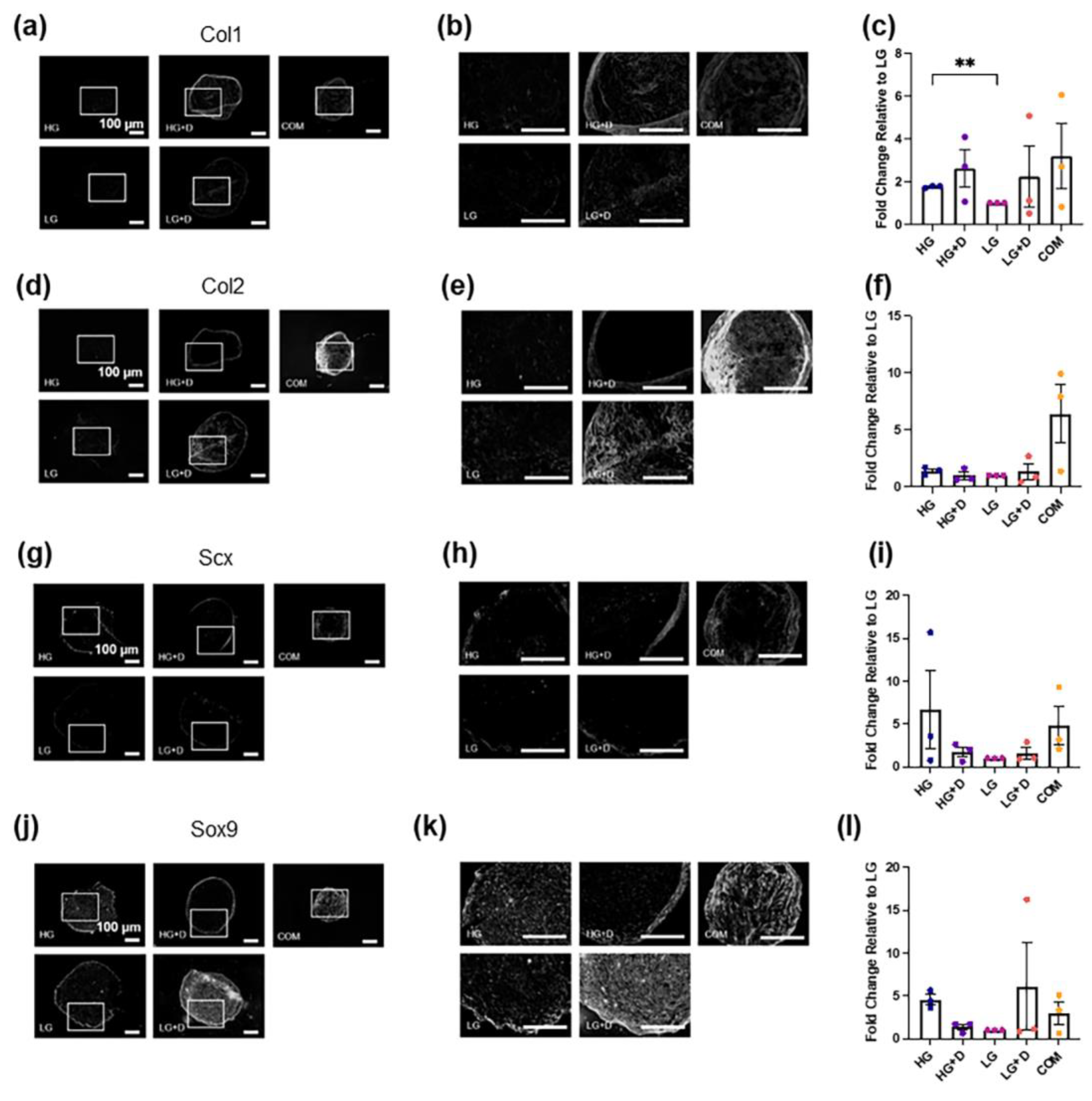 Bioengineering 12 00546 g004