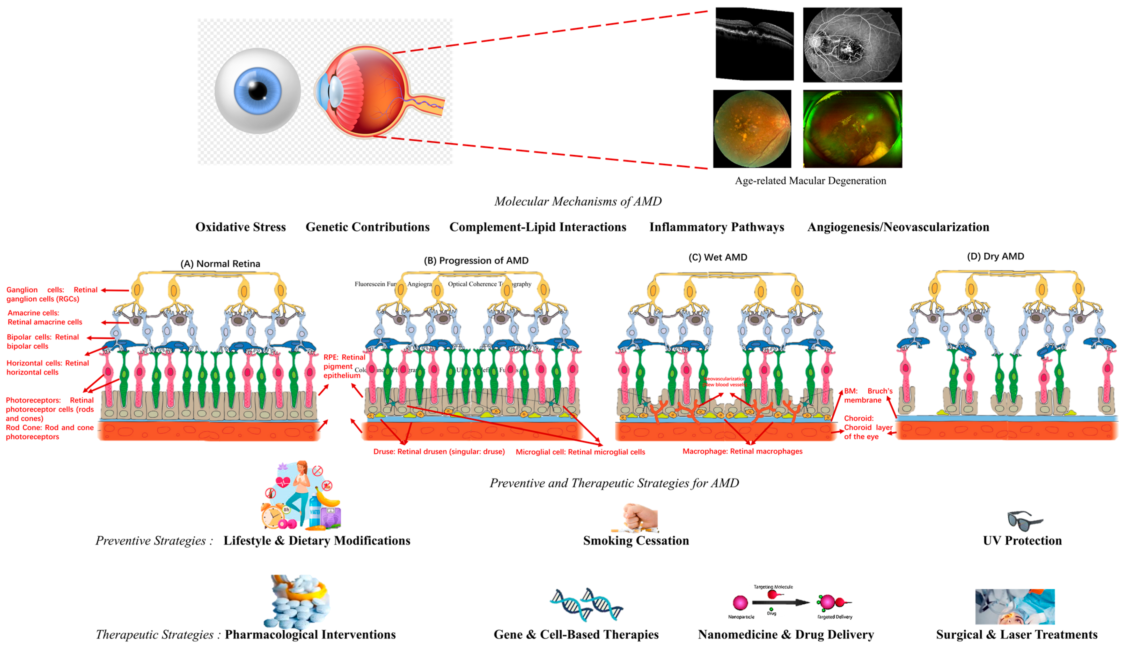 Bioengineering 12 00548 g001