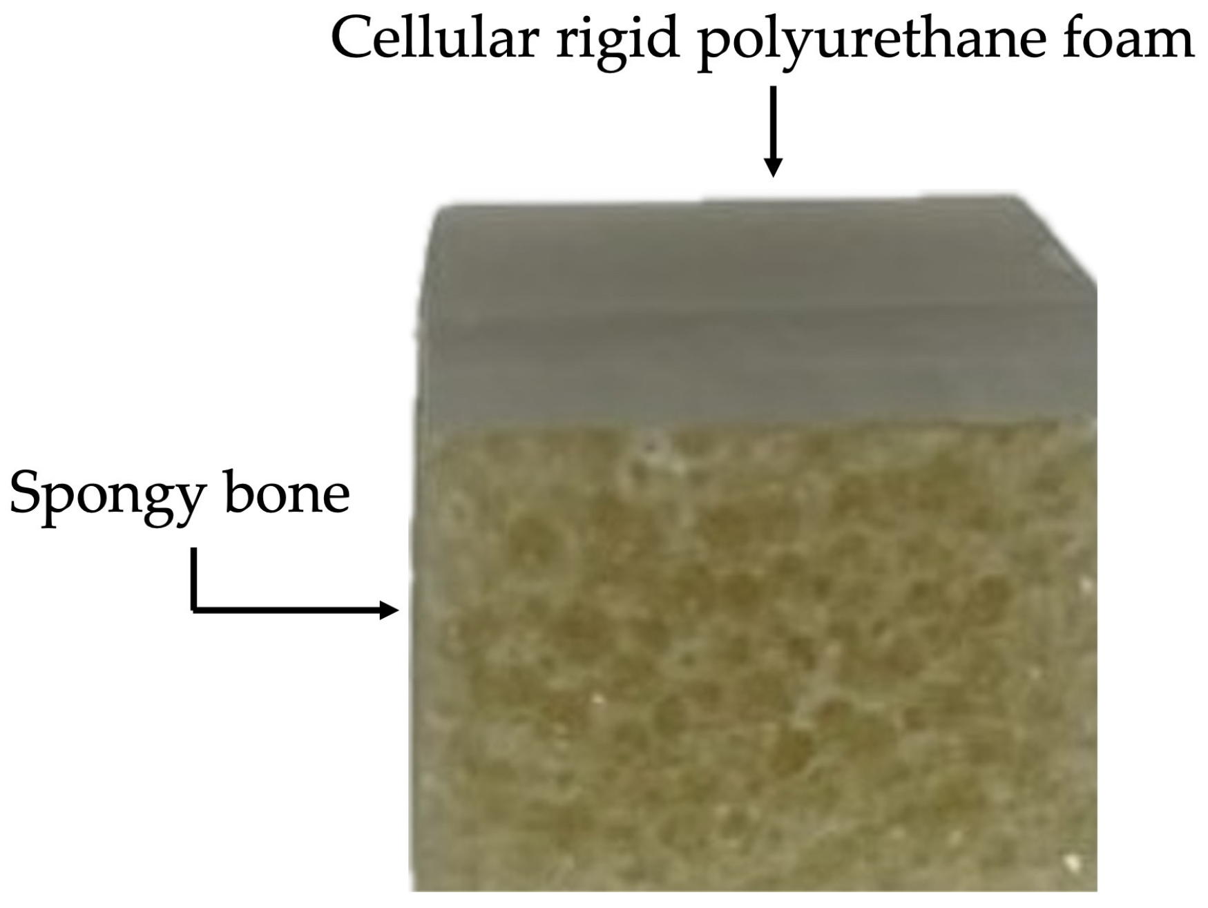 Bioengineering 12 00549 g001