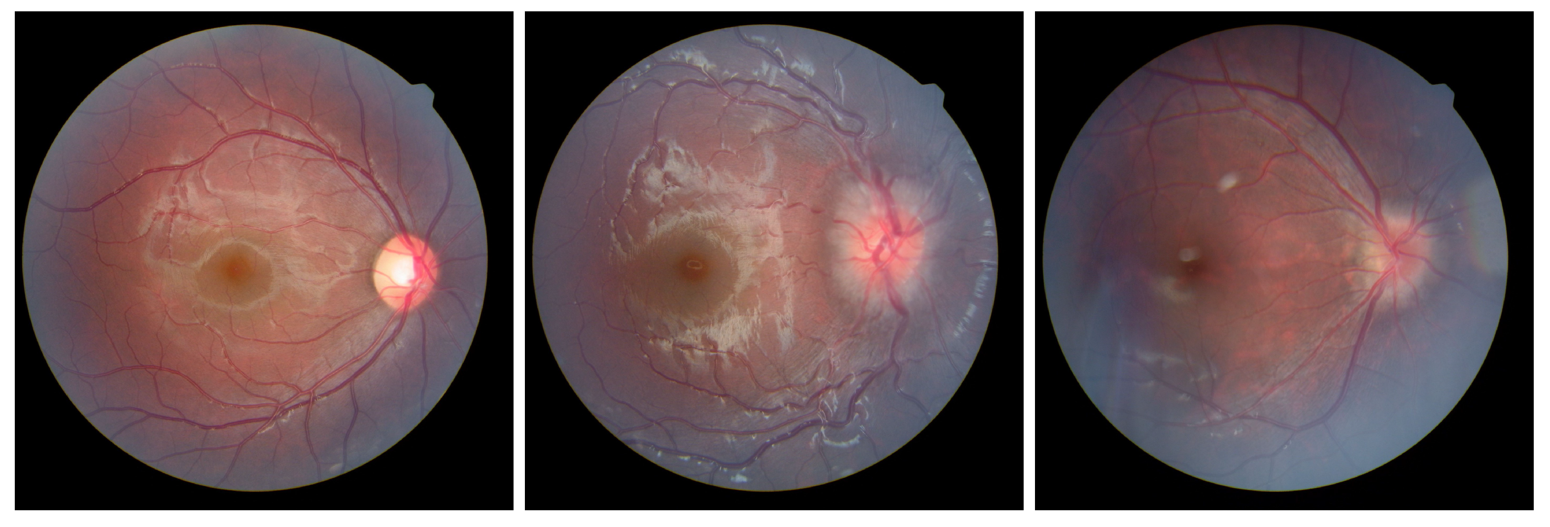 Bioengineering 12 00550 g001