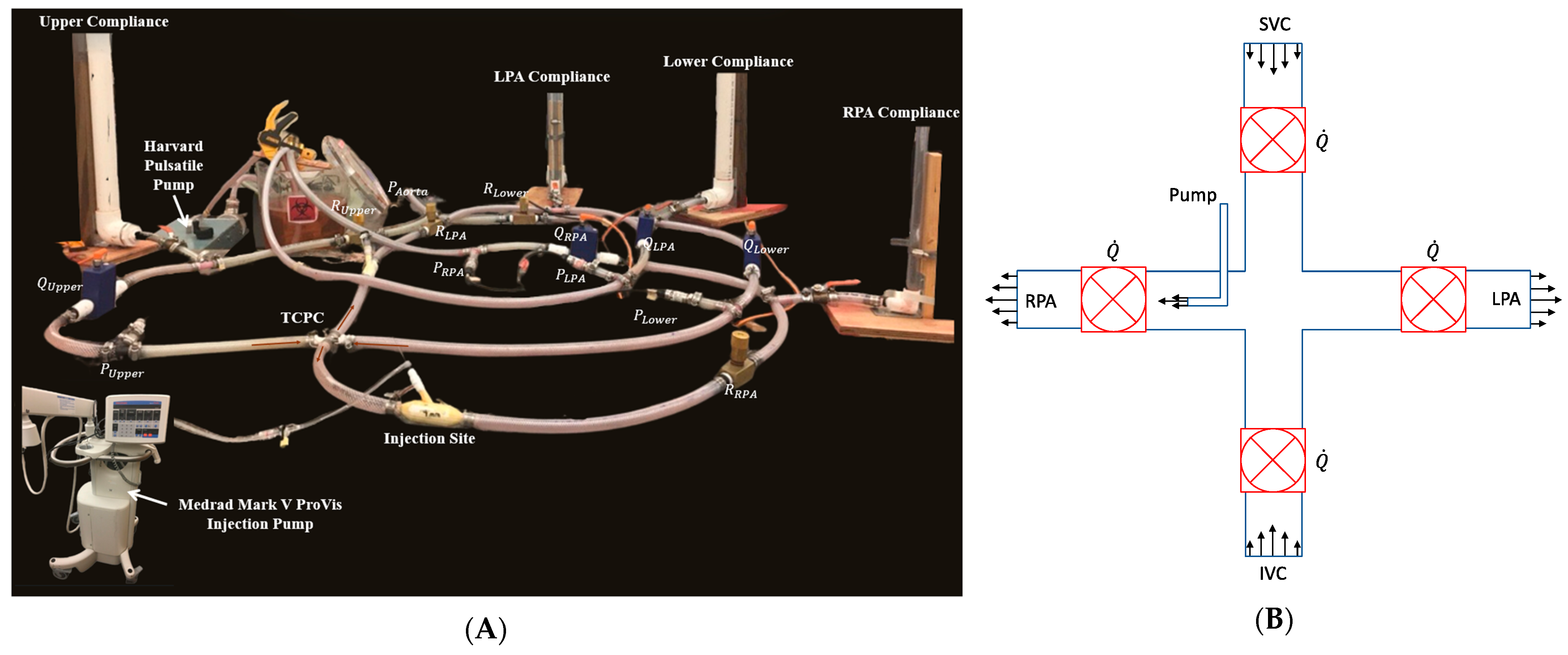 Bioengineering 12 00555 g007