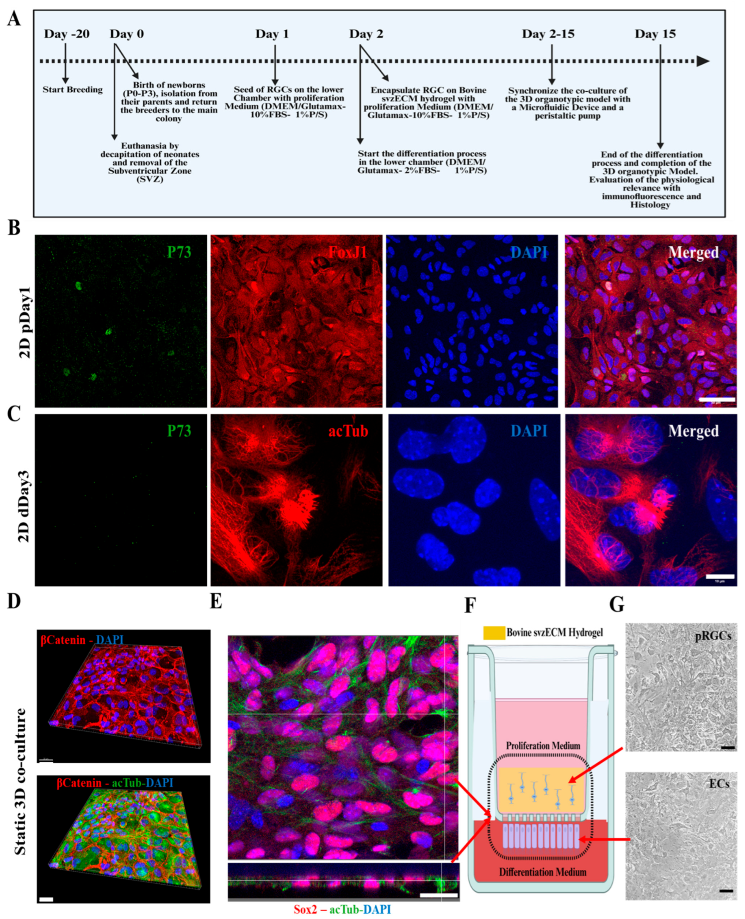 Bioengineering 12 00562 g004