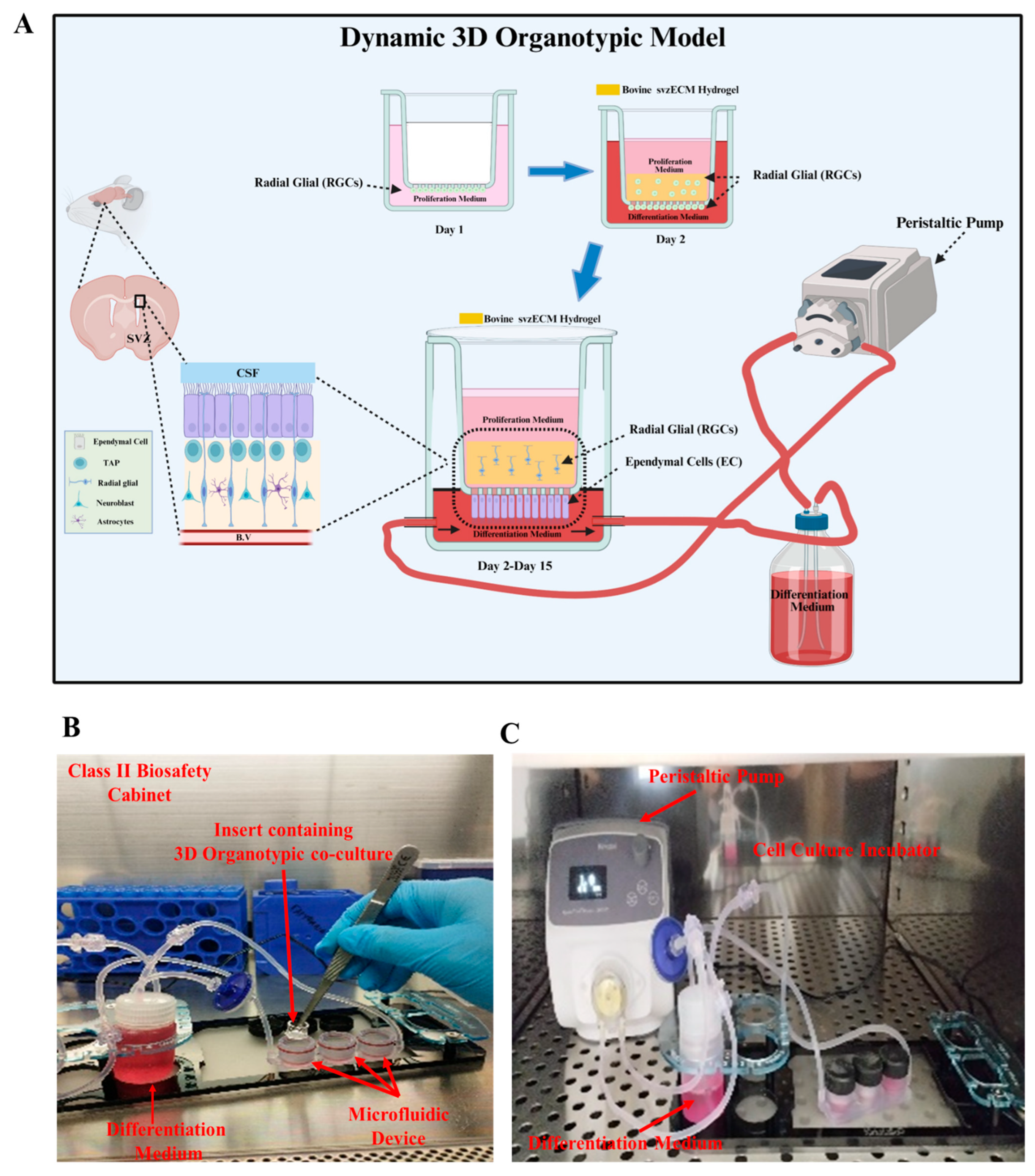 Bioengineering 12 00562 g005