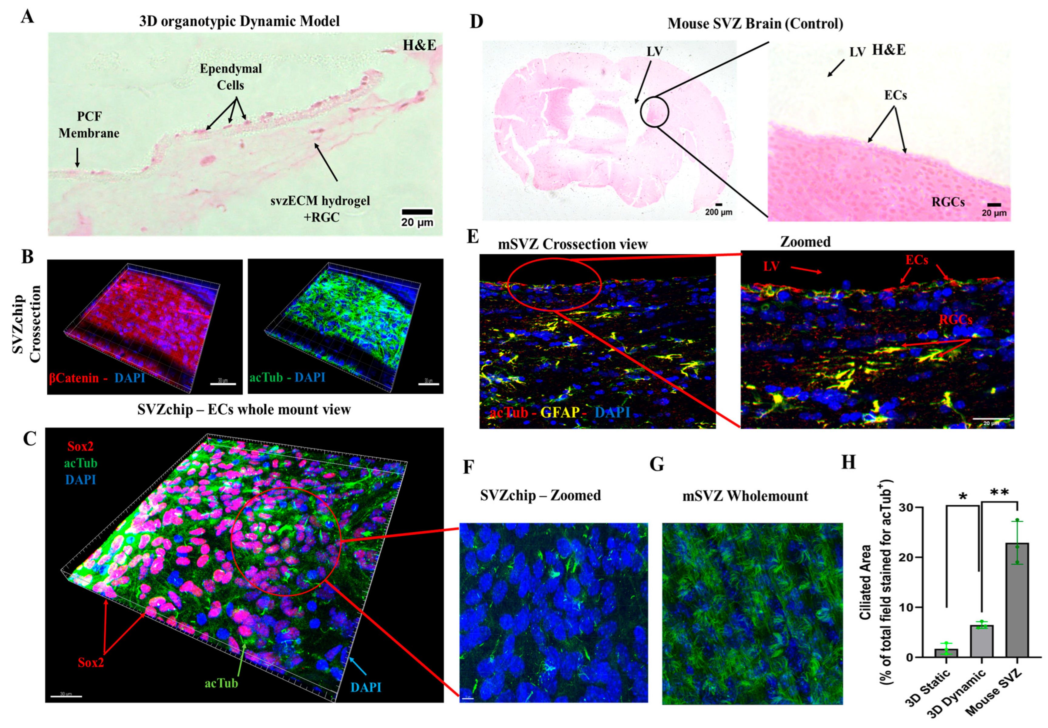Bioengineering 12 00562 g006