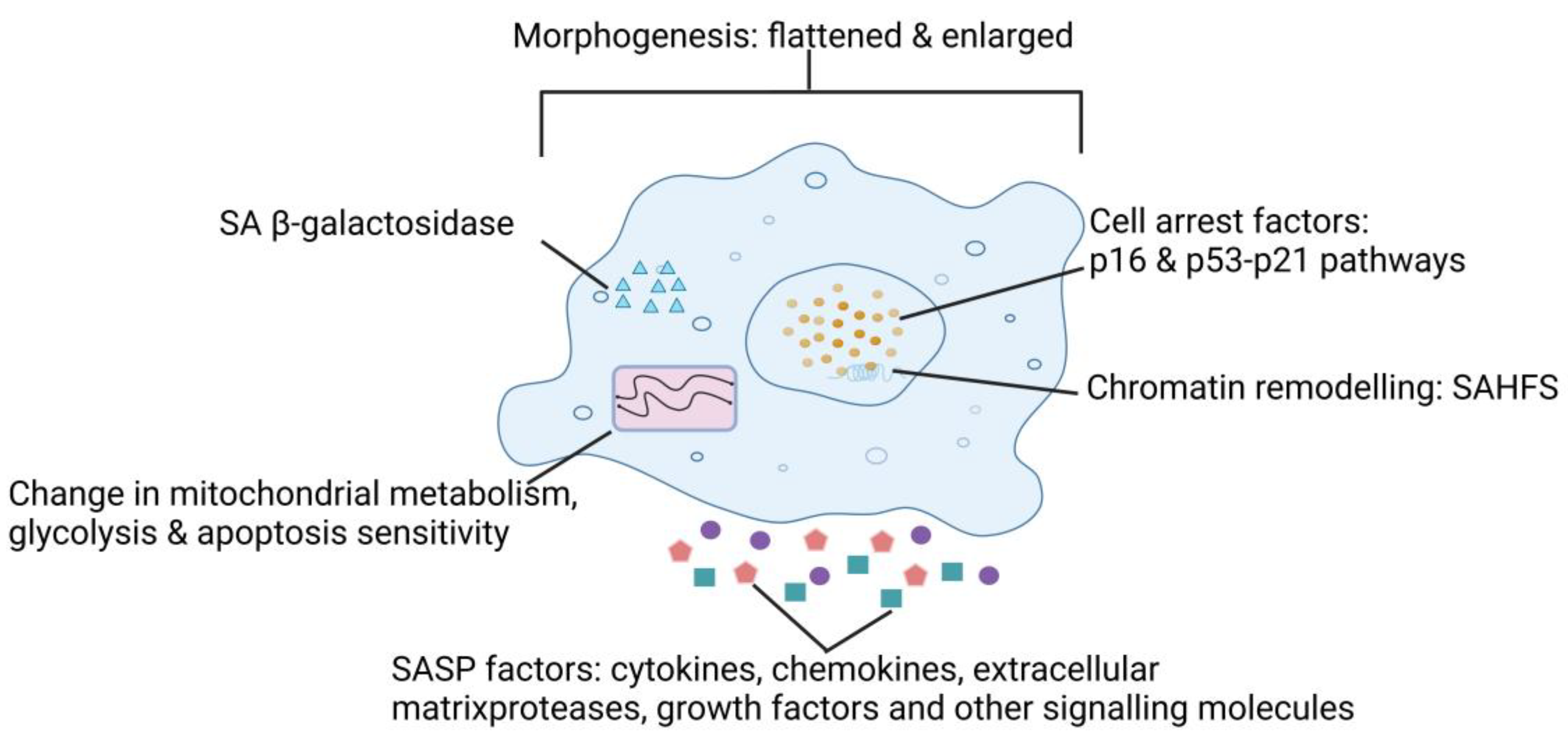 Bioengineering 12 00563 g001