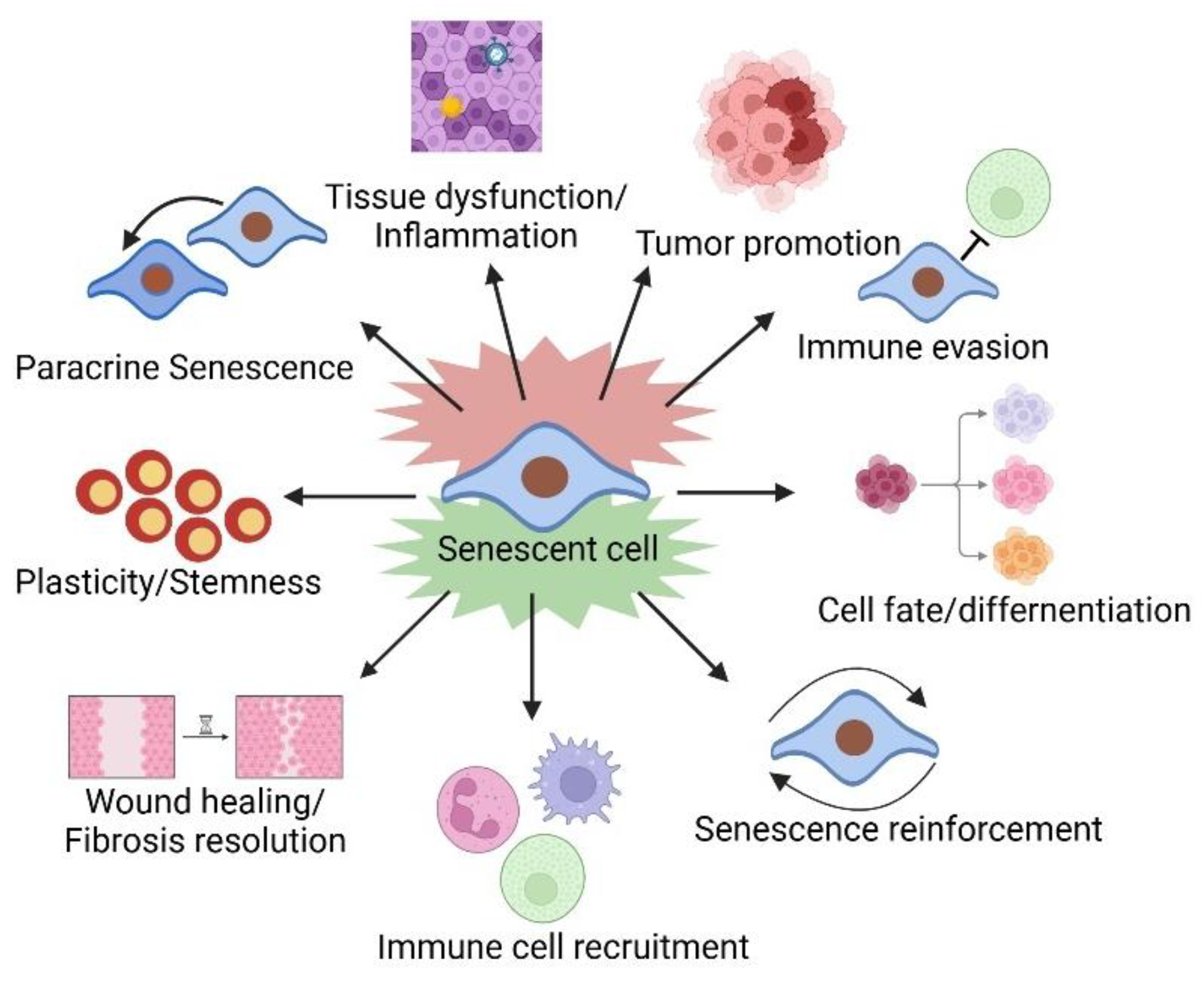 Bioengineering 12 00563 g002