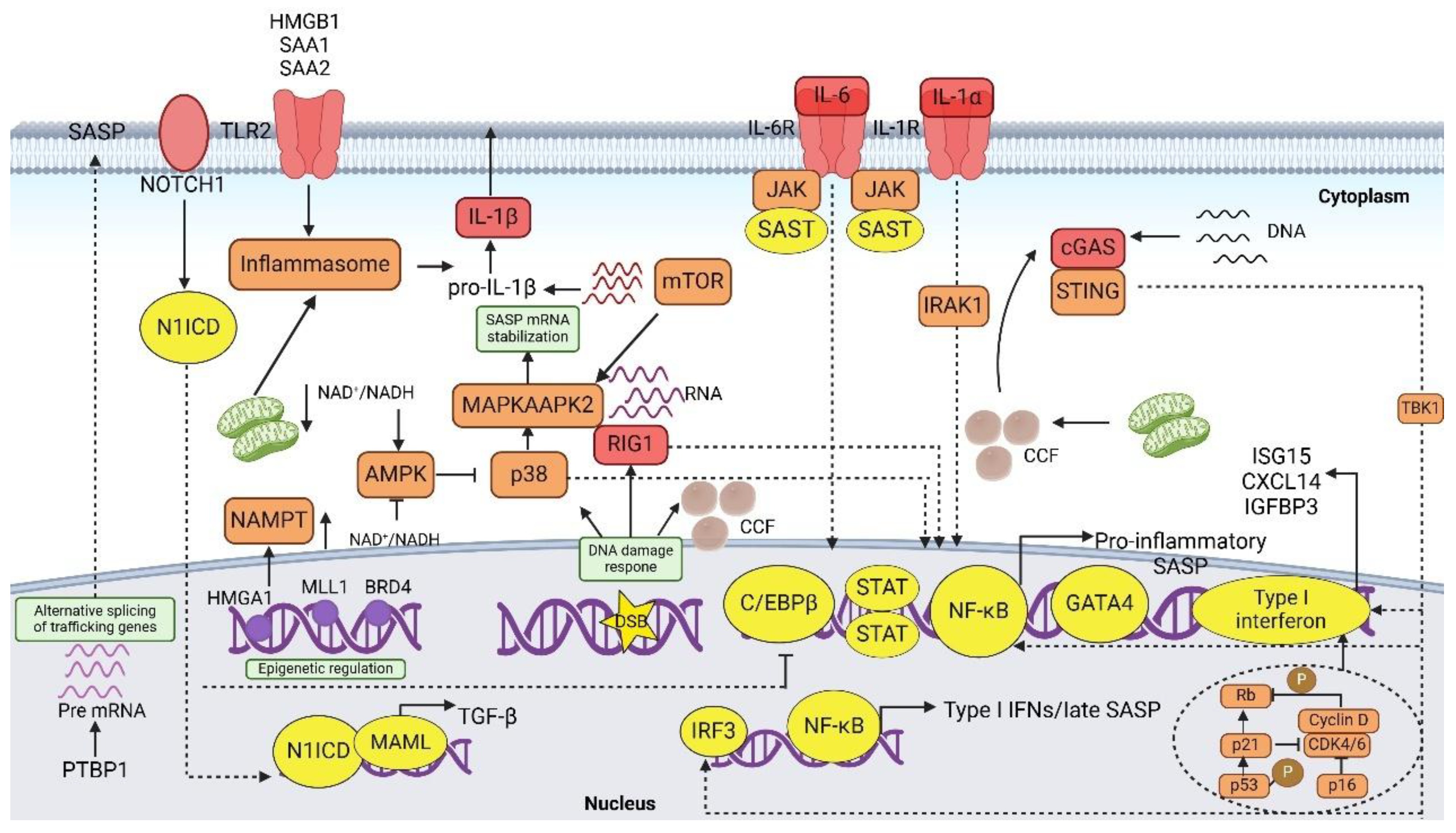 Bioengineering 12 00563 g003